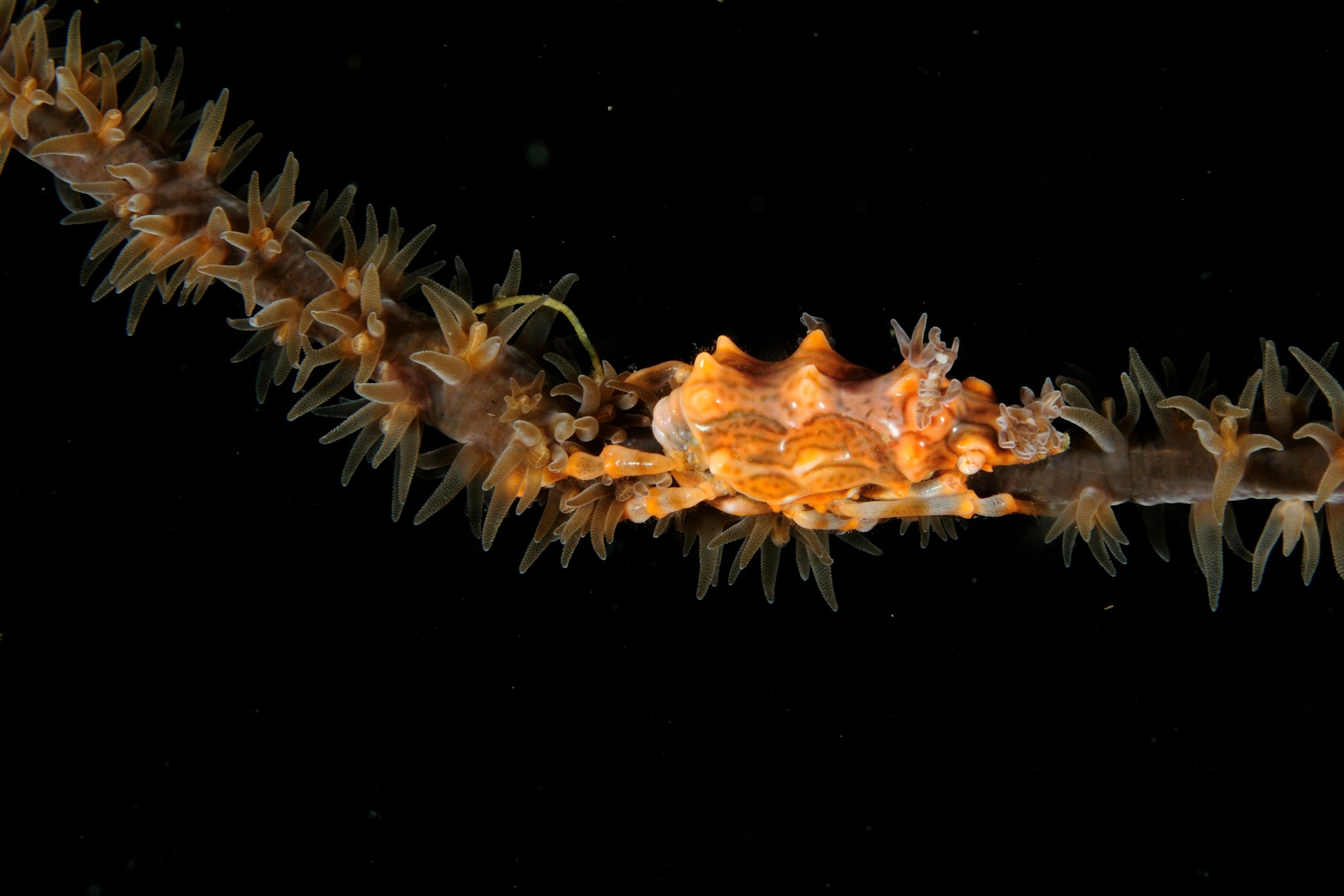 Wire Coral Crab (Xenocarcinus tuberculatus), Malapascua Island, Cebu, Philippines