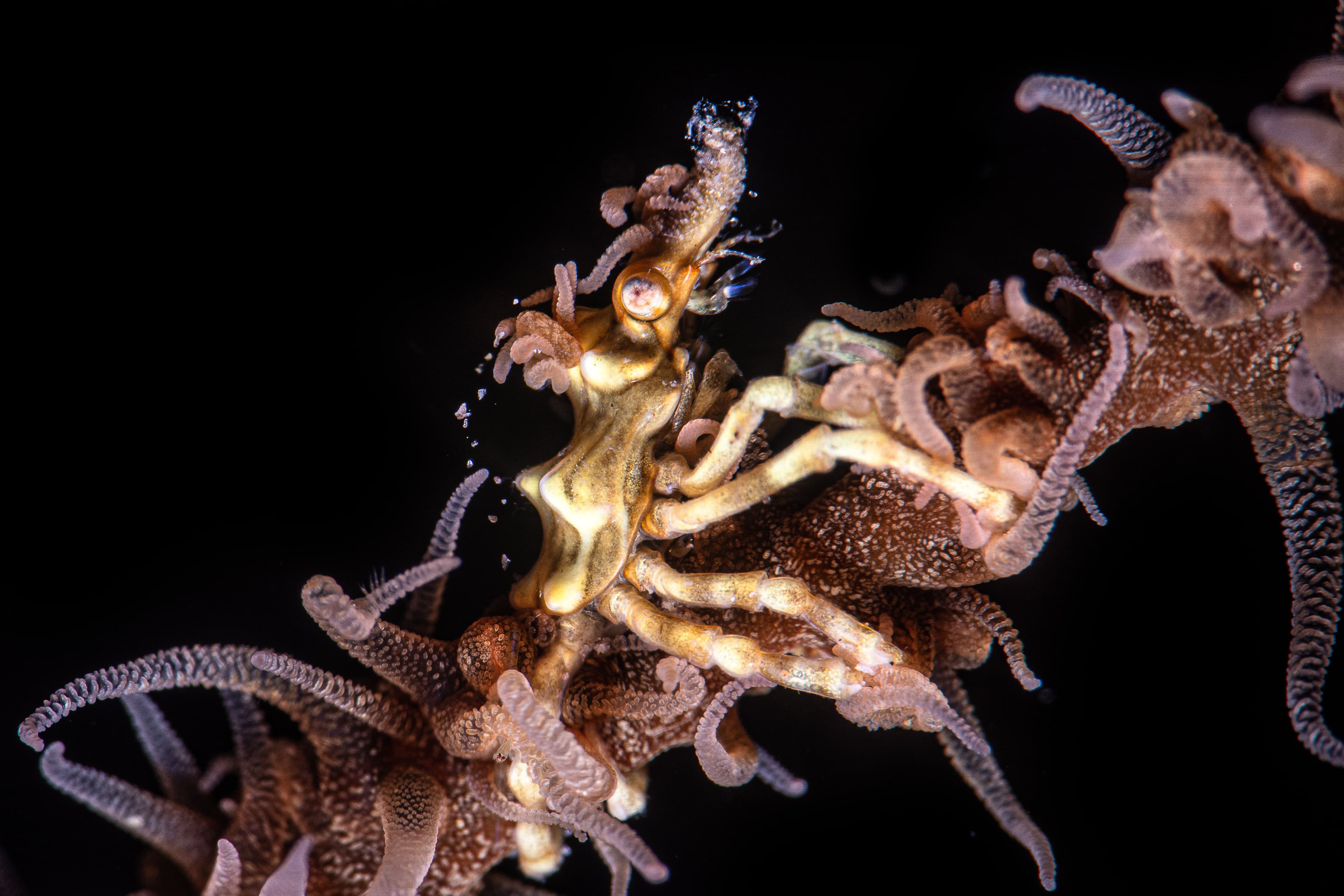 Wire Coral Crab (Xenocarcinus tuberculatus)