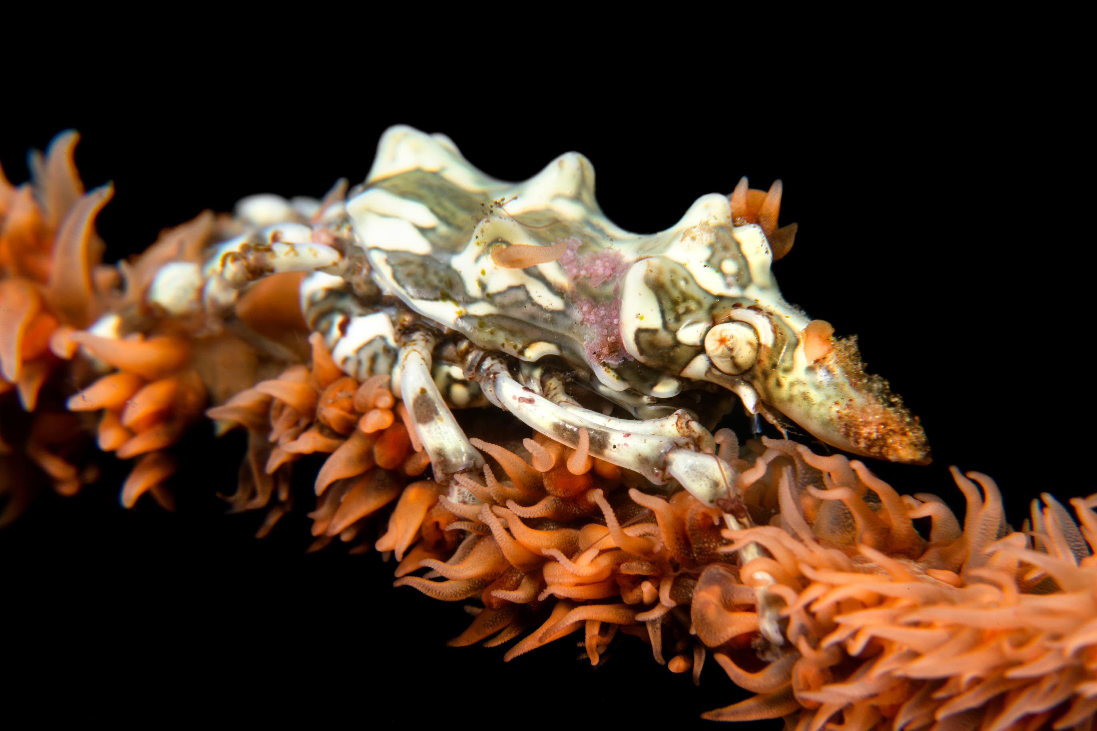 Wire Coral Crab (Xenocarcinus tuberculatus)