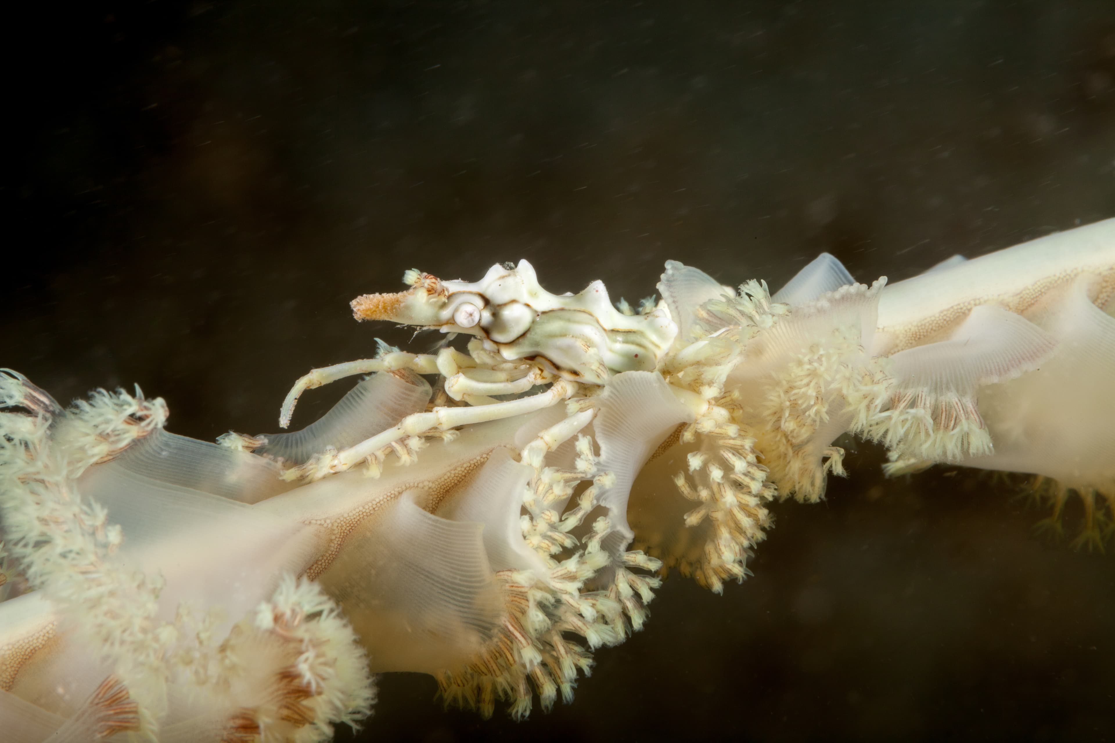 Wire Coral Crab (Xenocarcinus tuberculatus)