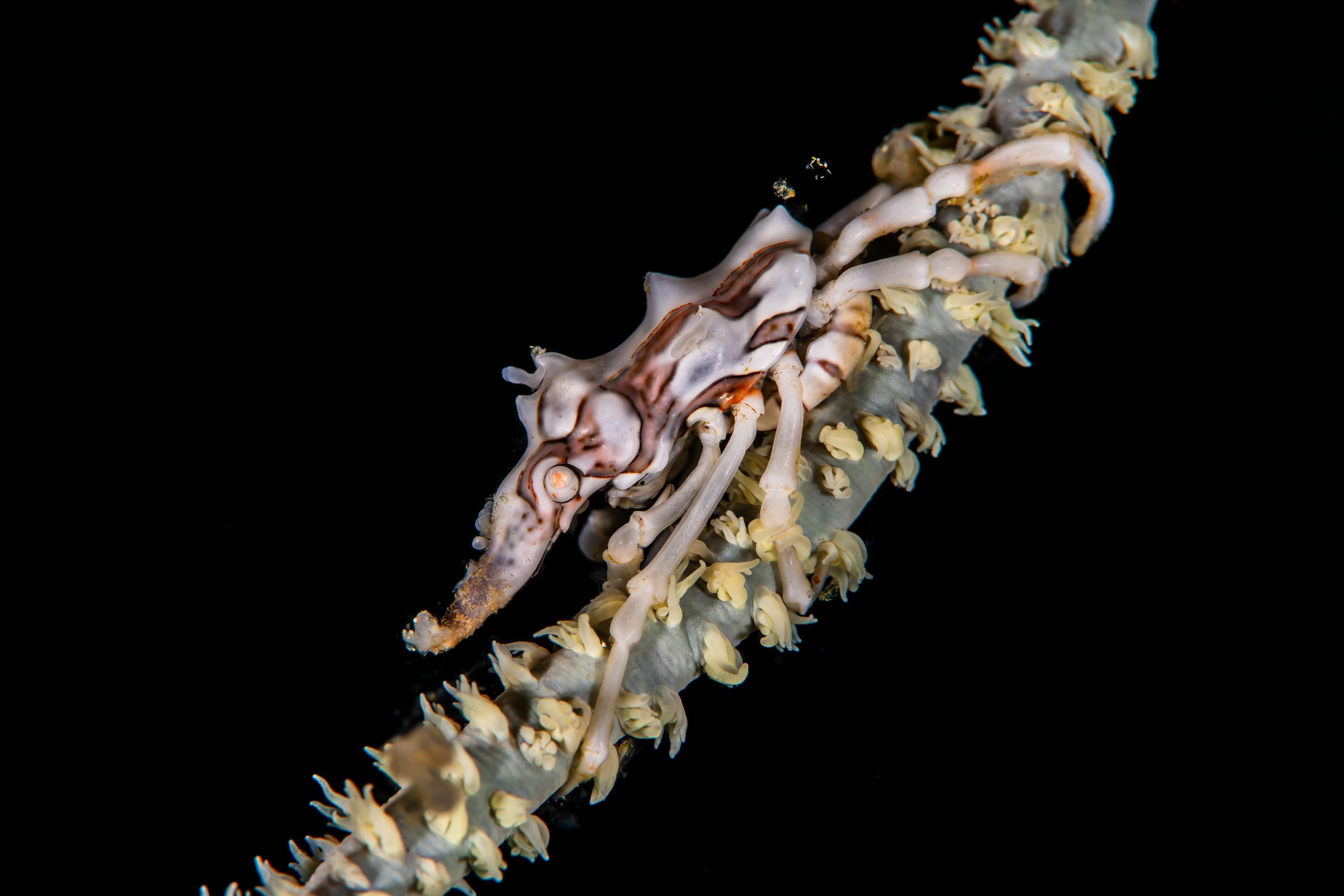 Wire Coral Crab (Xenocarcinus tuberculatus), Cebu, Philippines