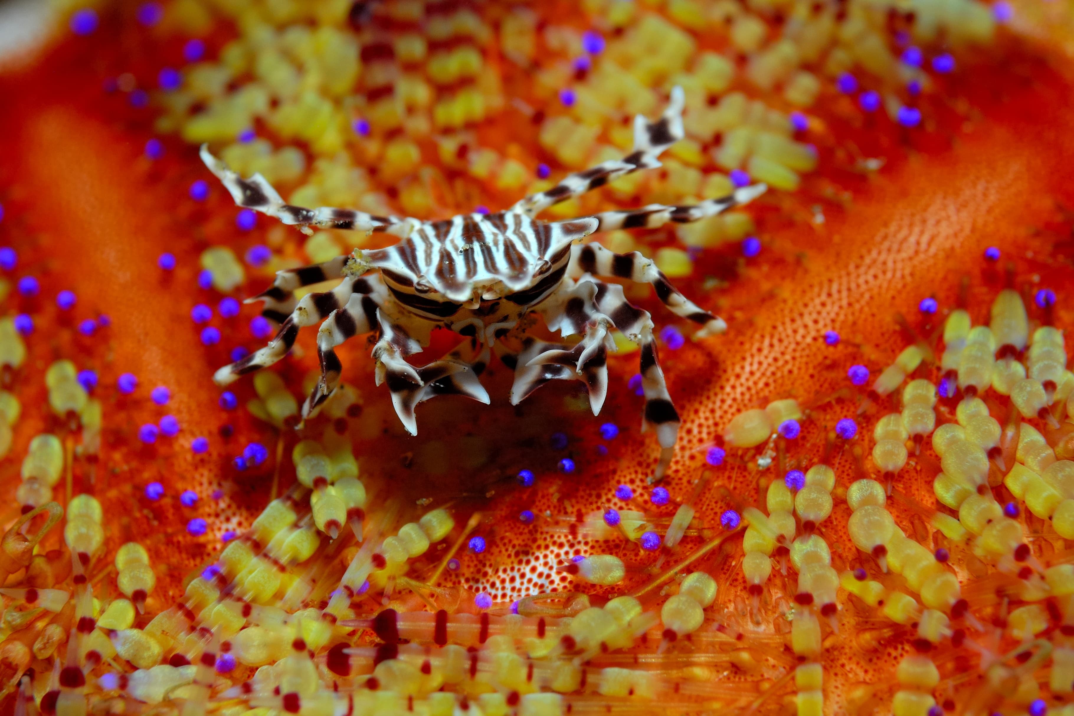 Zebra Urchin Crab (Zebrida adamsii)