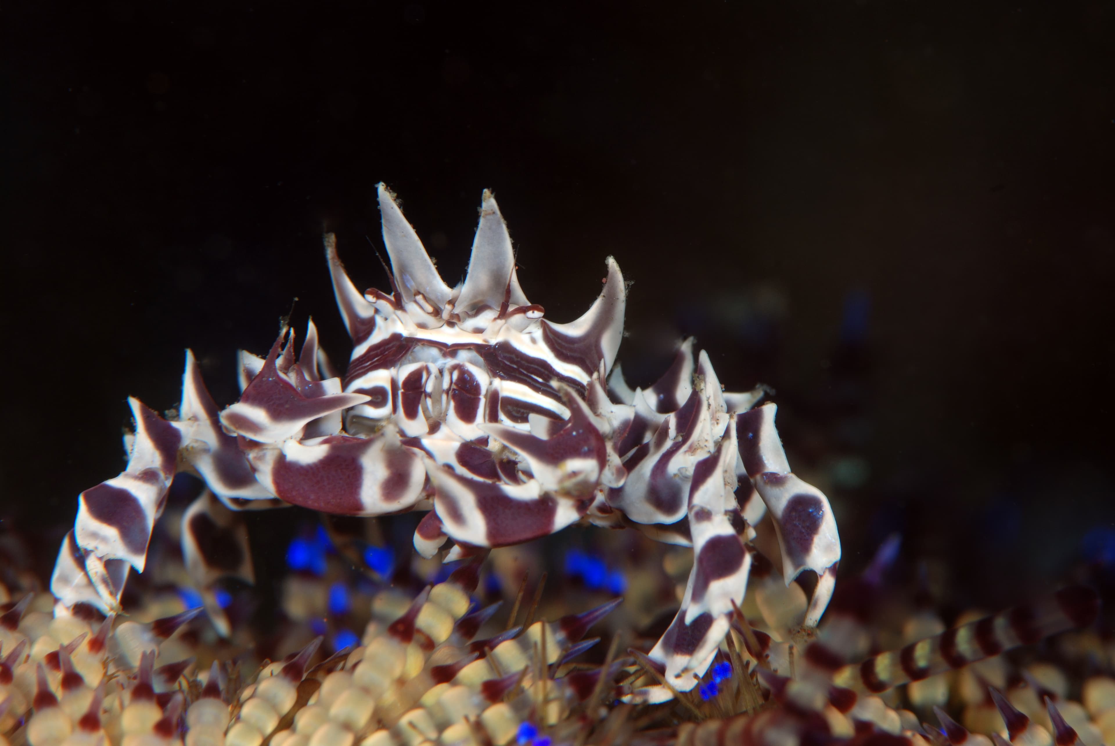 Zebra Urchin Crab (Zebrida adamsii), Tulamben, Bali, Indonesia