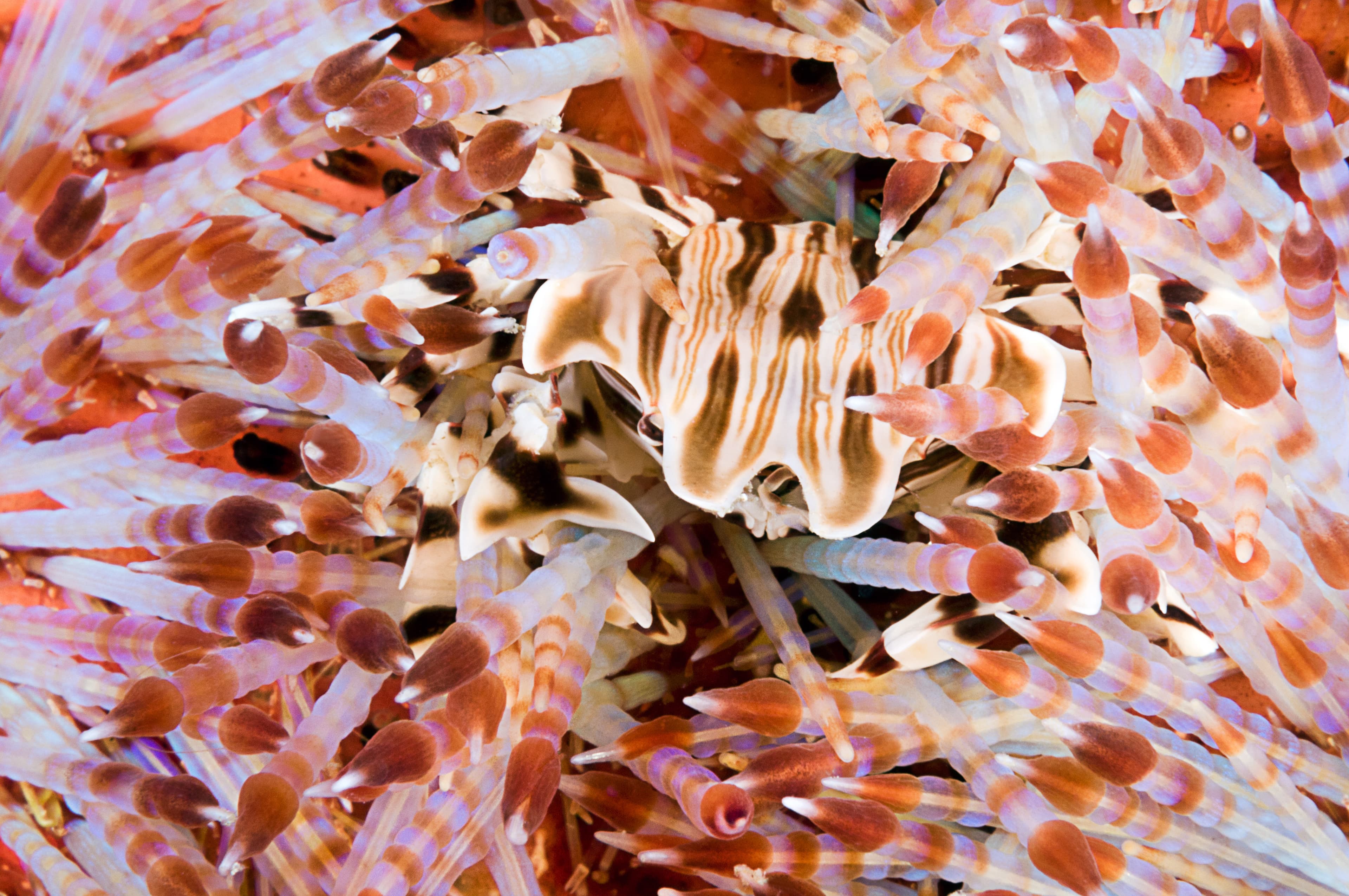 Zebra Urchin Crab (Zebrida adamsii) living in Variable Fire Urchin (Asthenosoma varium)