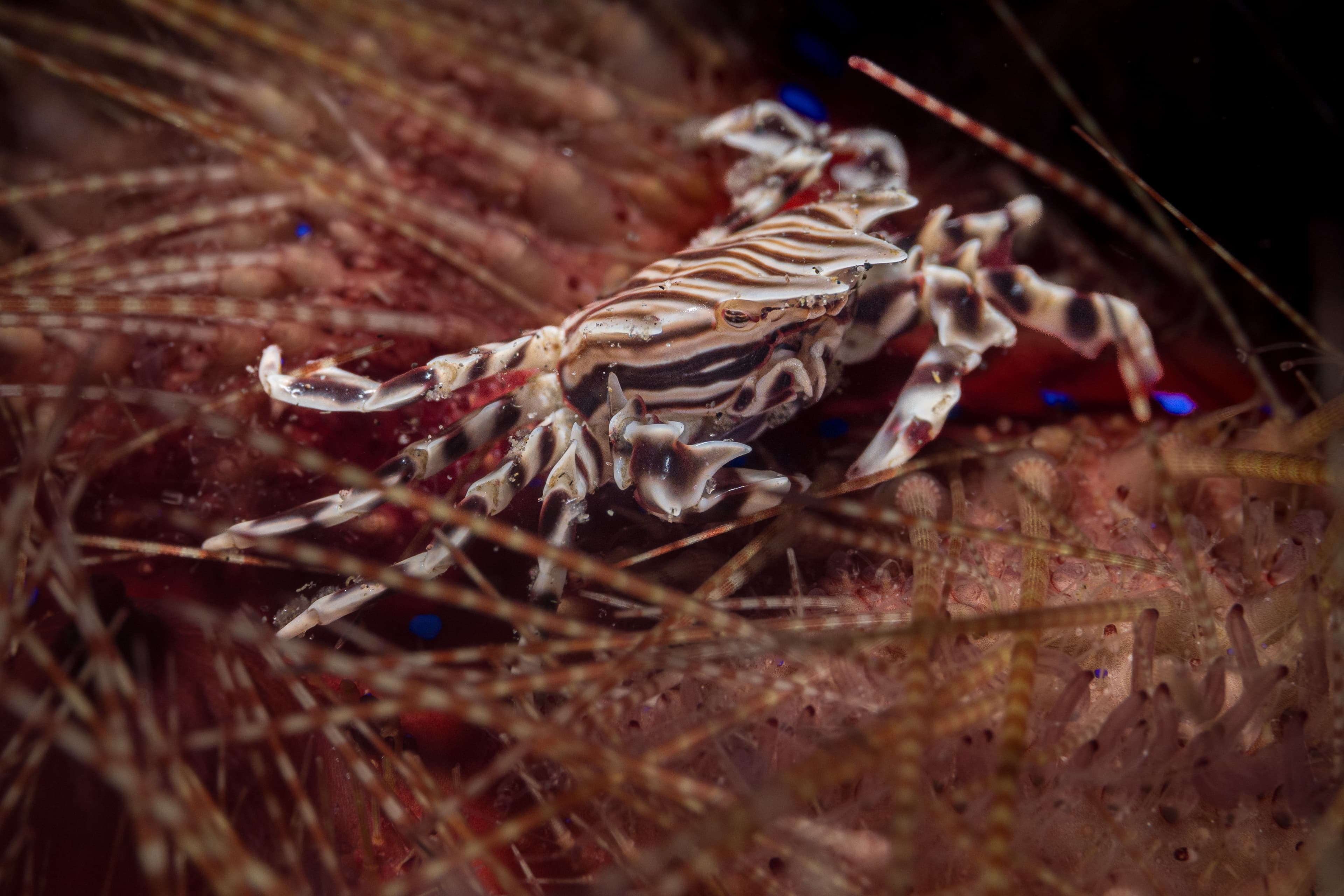 Zebra Urchin Crab (Zebrida adamsii)