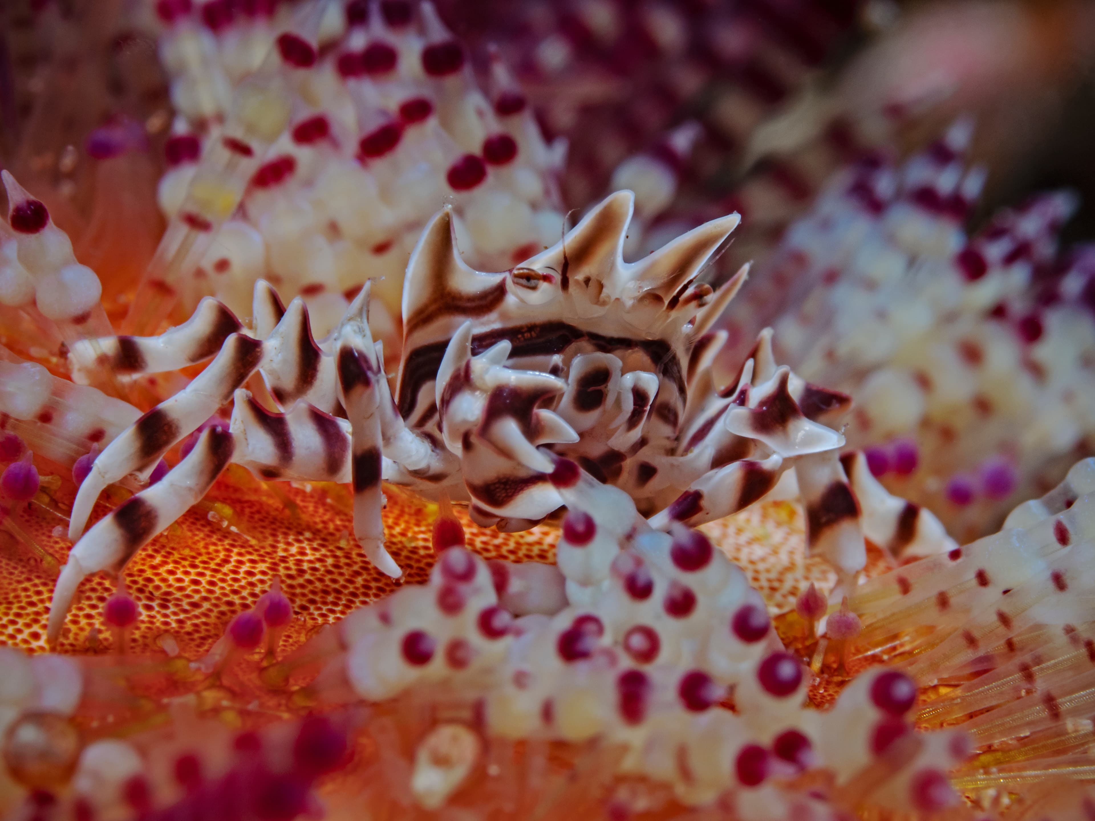 Zebra Urchin Crab (Zebrida adamsii)