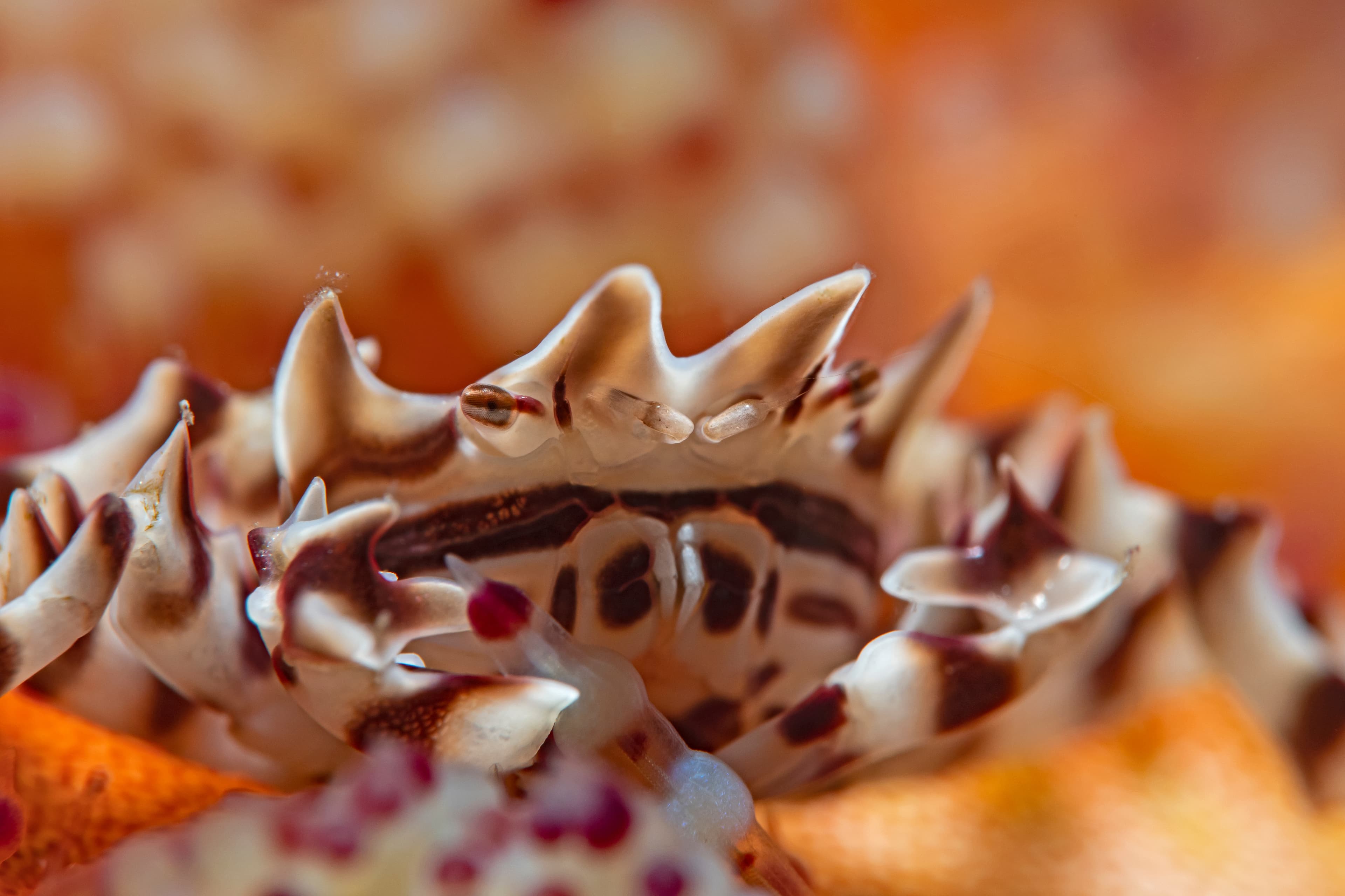 Zebra Urchin Crab (Zebrida adamsii)