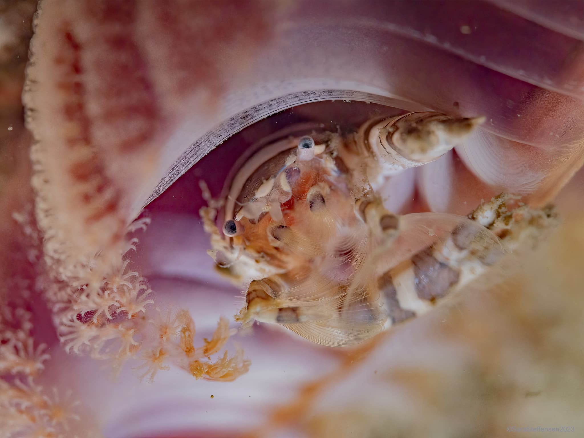 Three-lobed Porcelain Crab (Porcellanella triloba), Hantu Island, Singapore