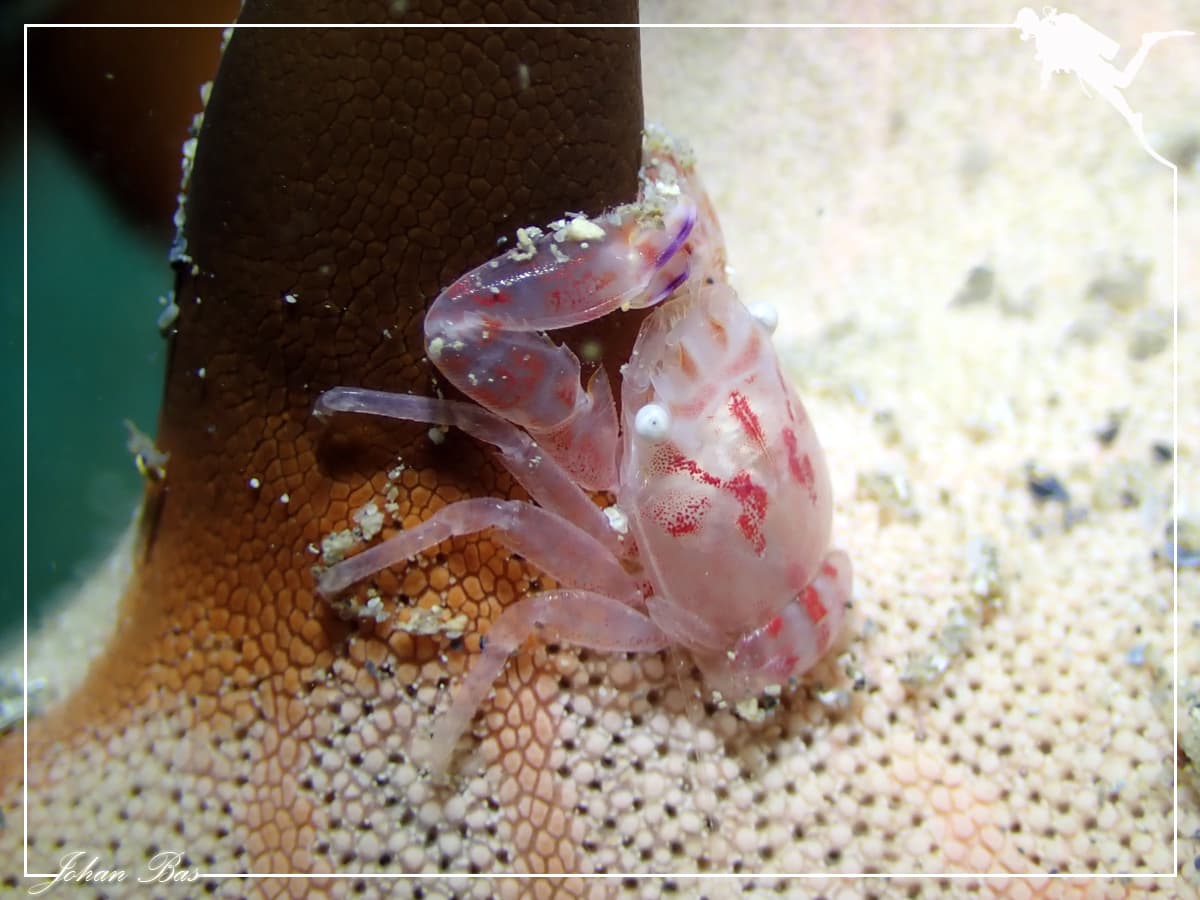 Three-lobed Porcelain Crab (Porcellanella triloba), Nouméa, New Caledonia