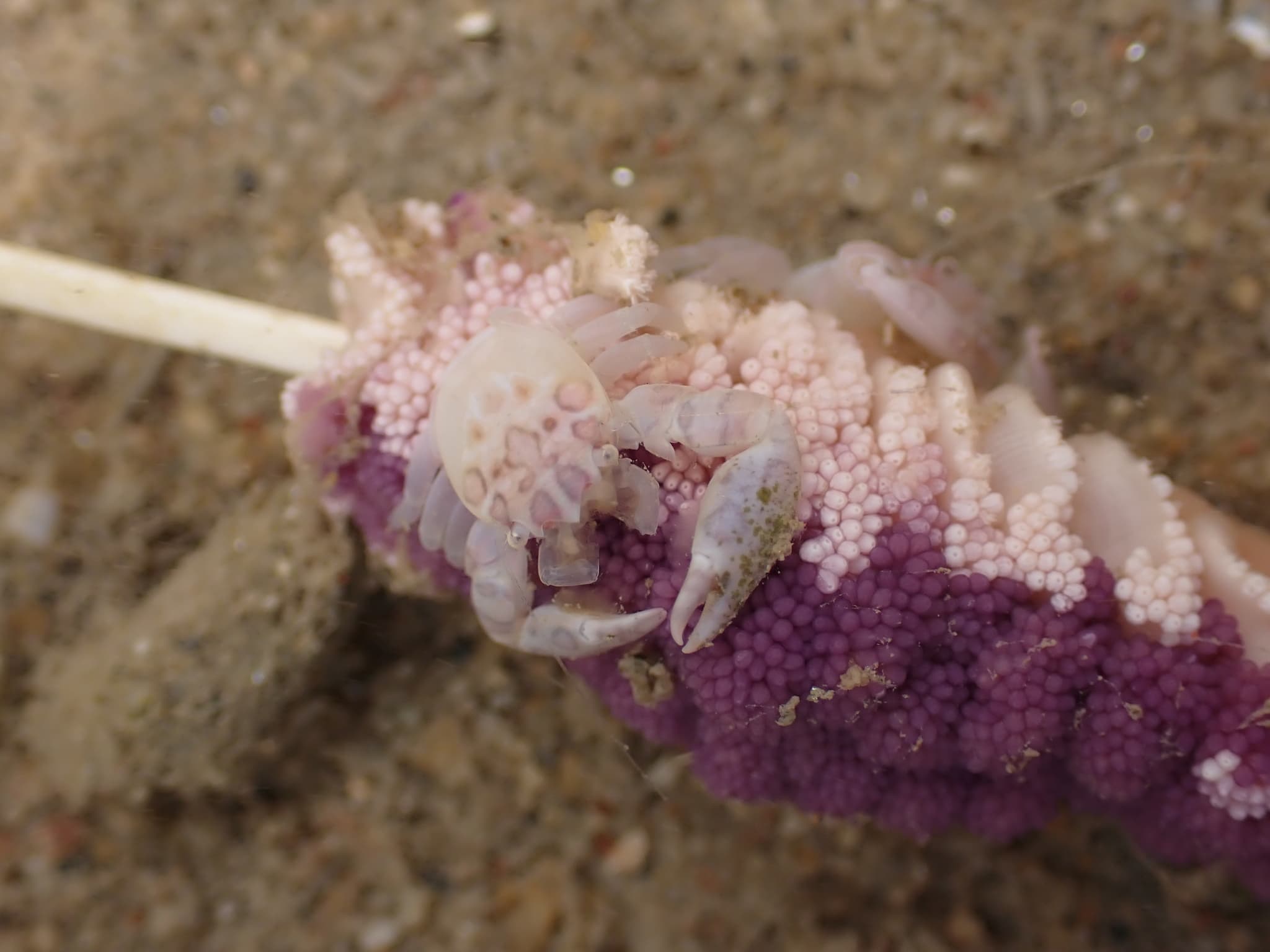 Three-lobed Porcelain Crab (Porcellanella triloba), Kinmen, Taiwan