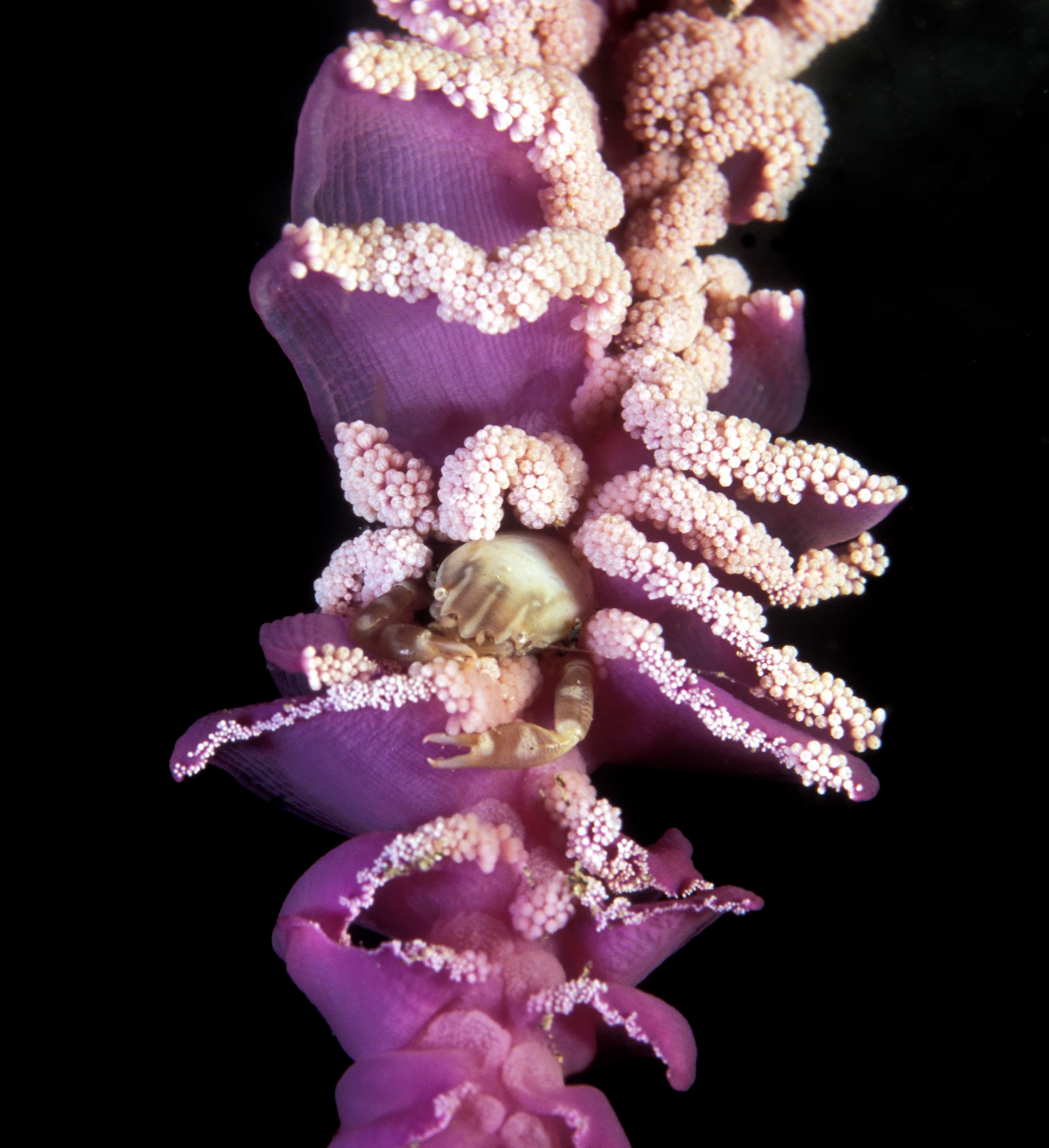 Haig's Porcelain Crab (Porcellanella haigae), Banta Island, Indonesia