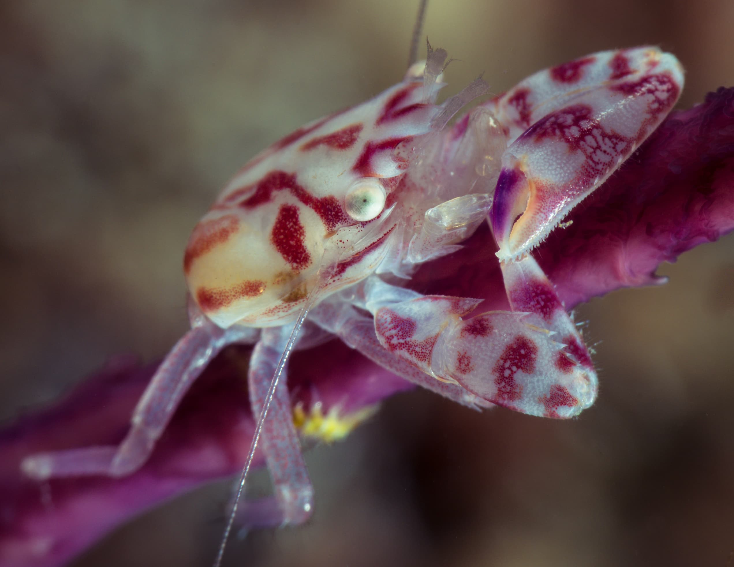 Three-lobed Porcelain Crab (Porcellanella triloba)