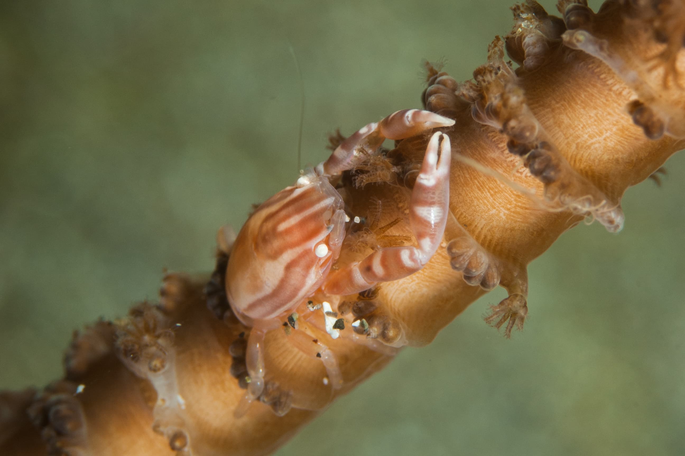 Haig's Porcelain Crab (Porcellanella haigae)