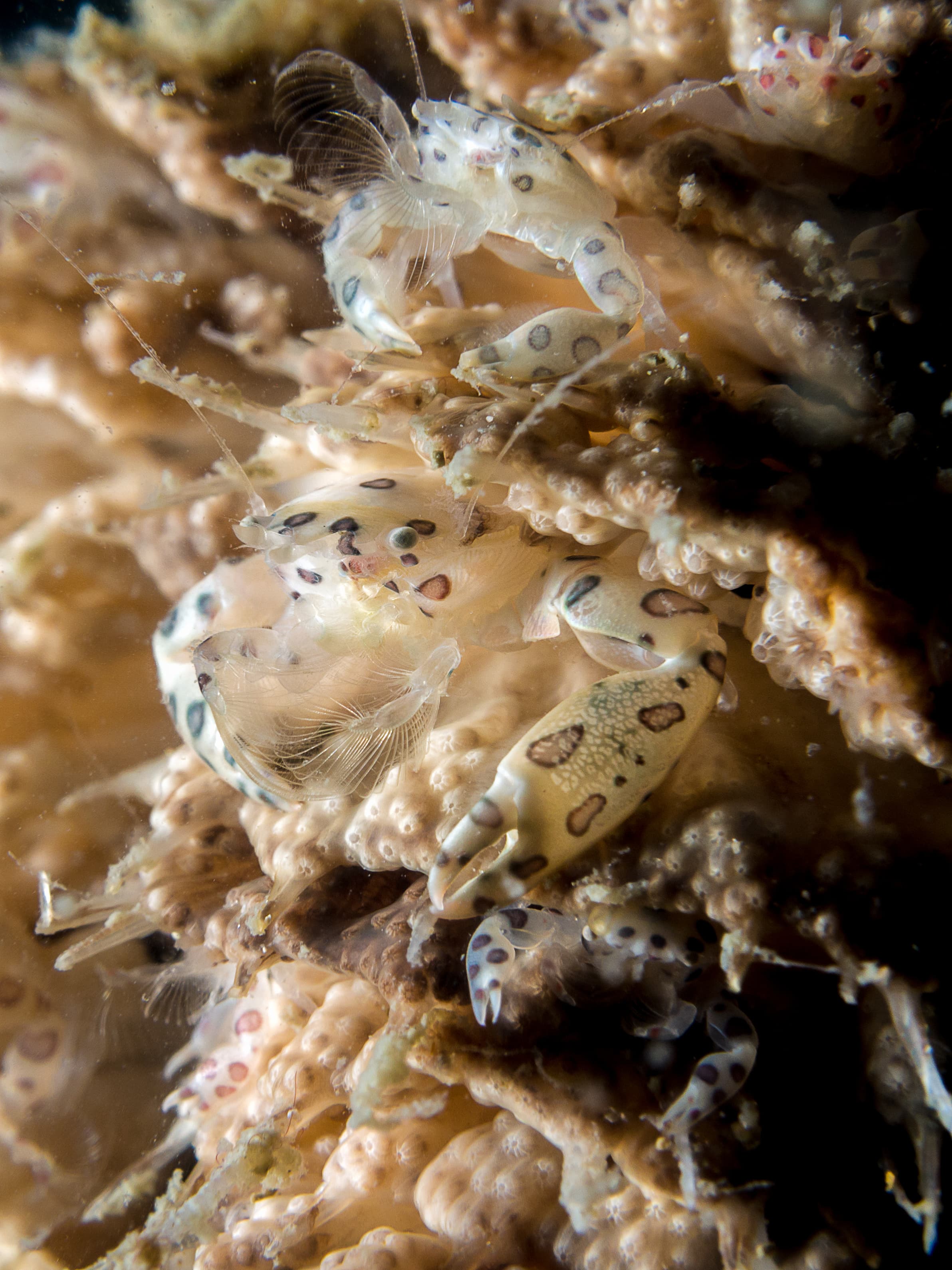 Three-lobed Porcelain Crab (Porcellanella triloba)