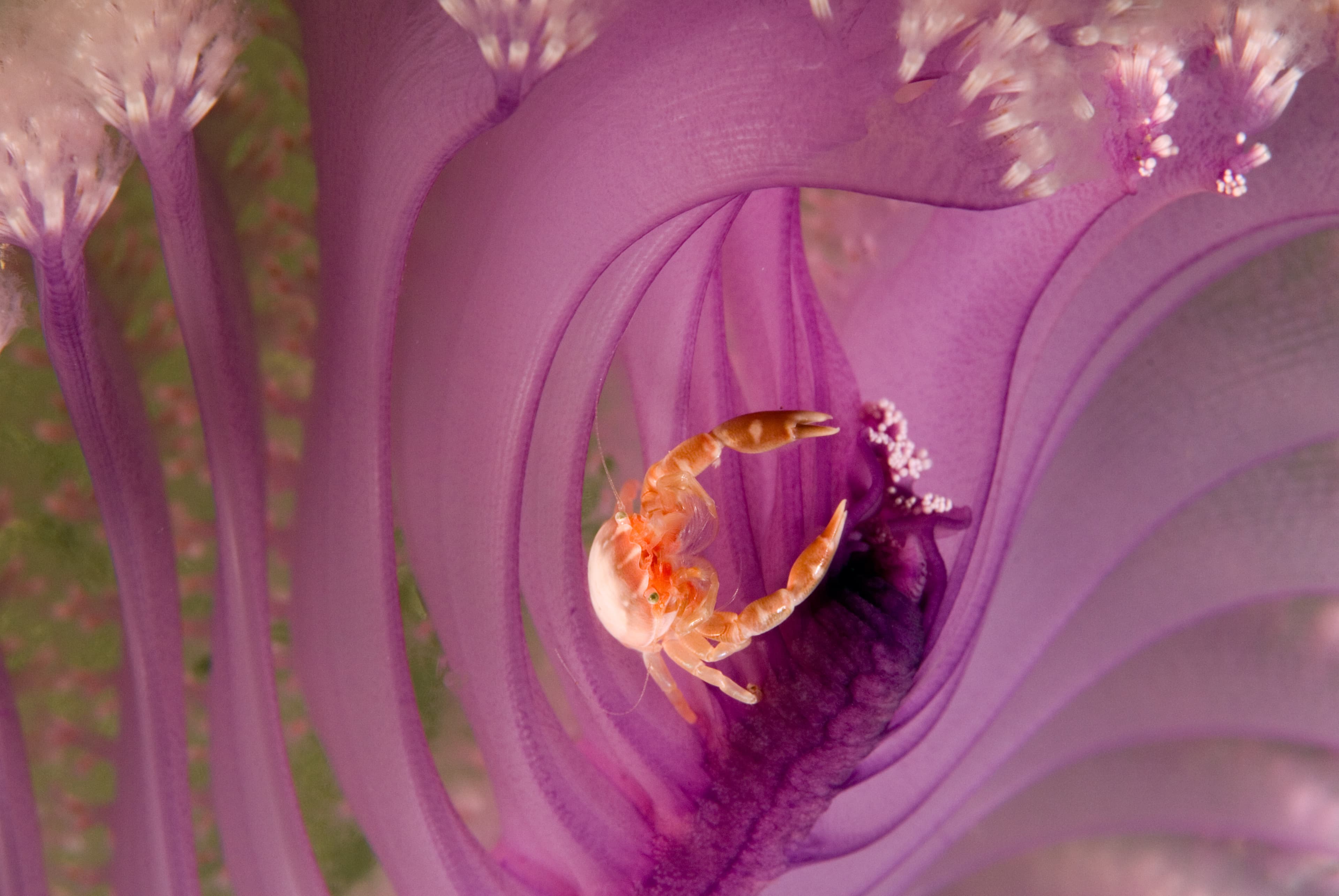 Haig's Porcelain Crab (Porcellanella haigae), Komodo National Park, Indonesia