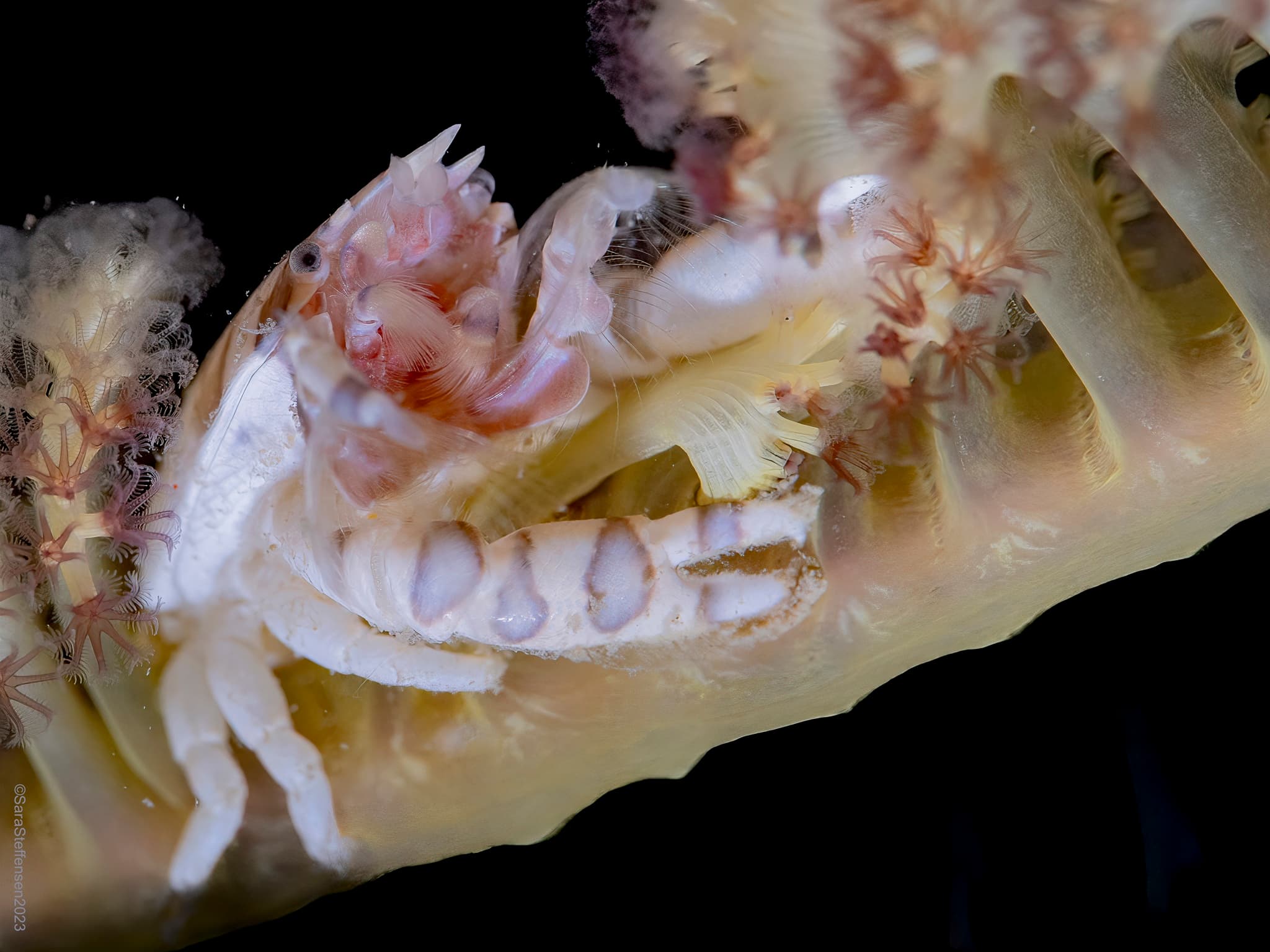 Three-lobed Porcelain Crab (Porcellanella triloba), Hantu Island, Singapore