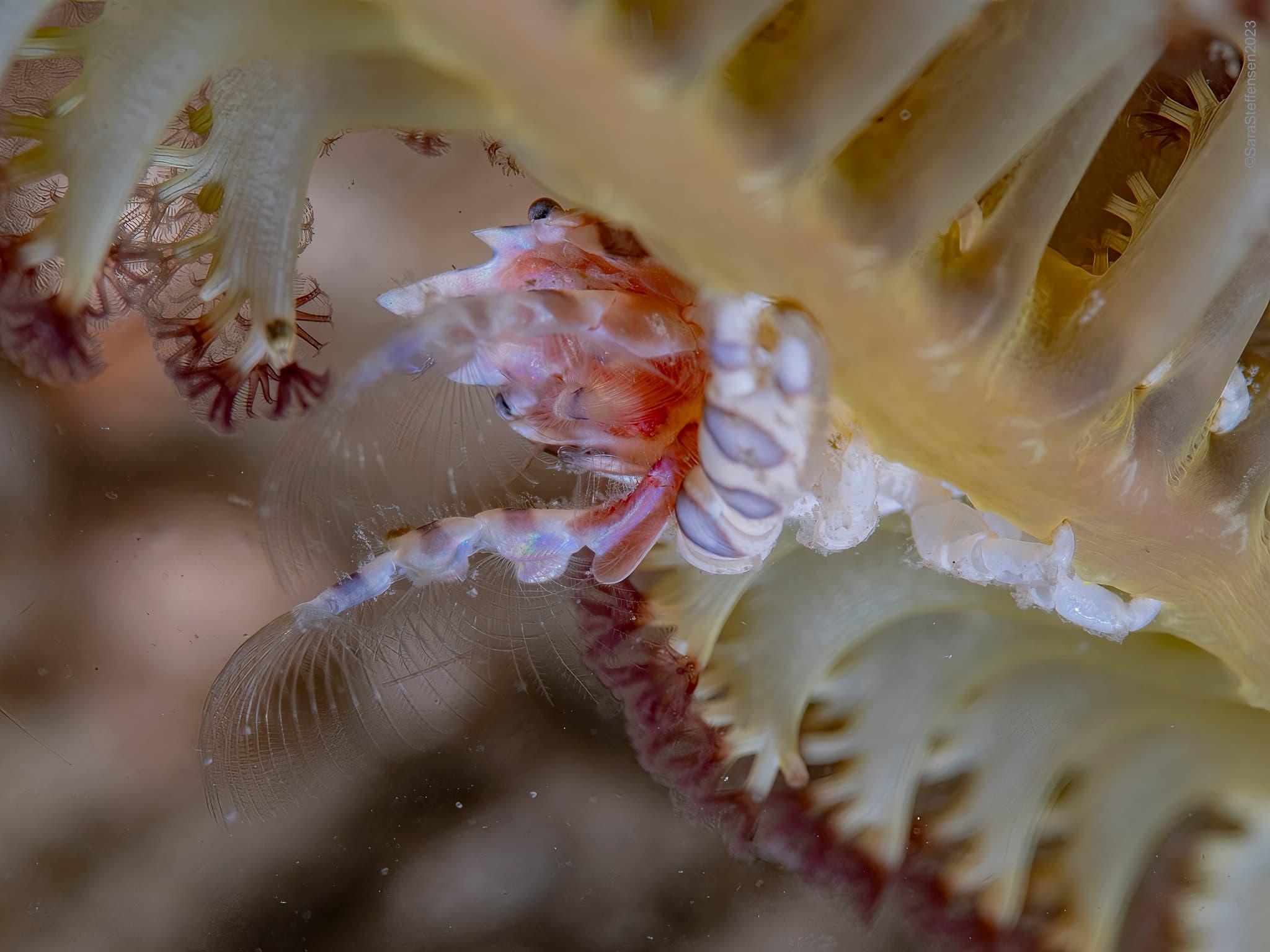 Three-lobed Porcelain Crab (Porcellanella triloba), Hantu Island, Singapore