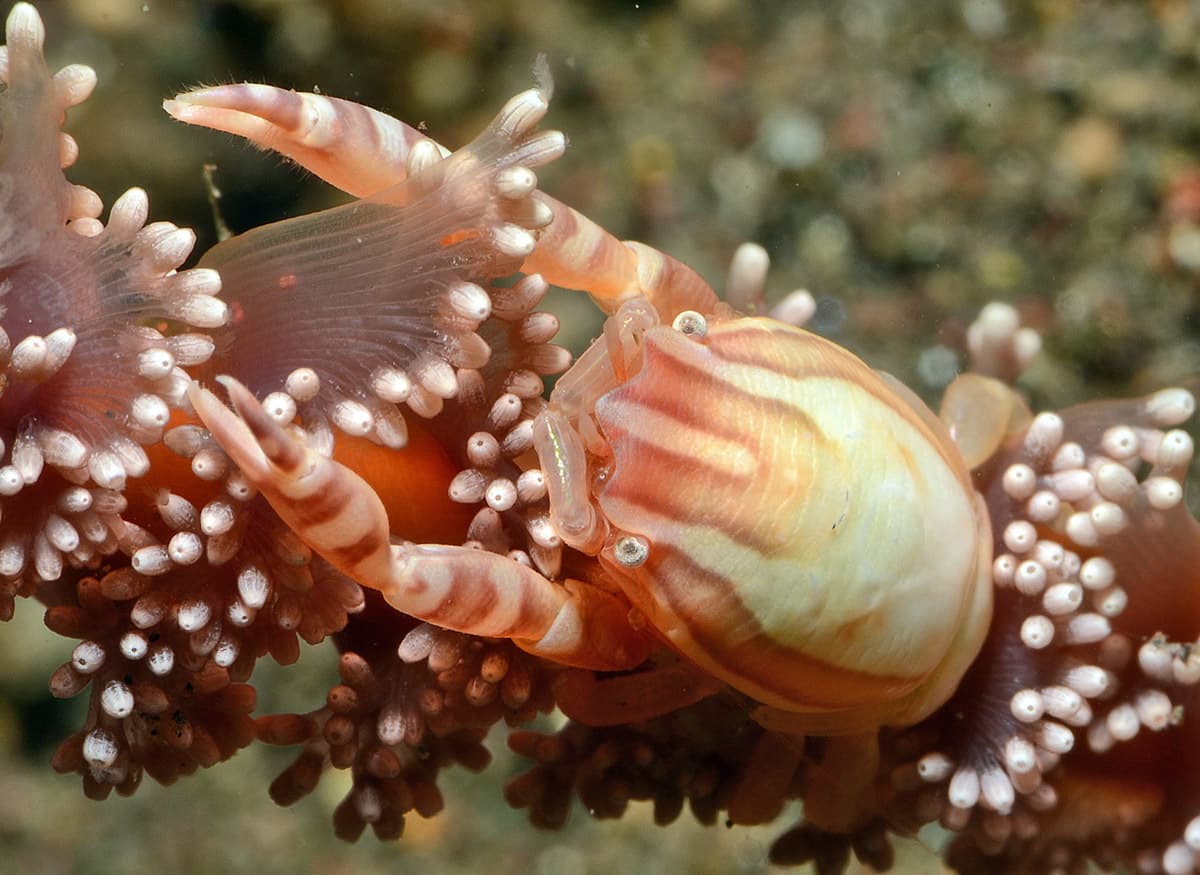 Haig's Porcelain Crab (Porcellanella haigae), Bali, Indonesia