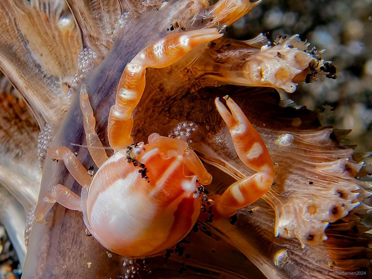 Haig's Porcelain Crab (Porcellanella haigae), Lembeh Strait, Indonesia