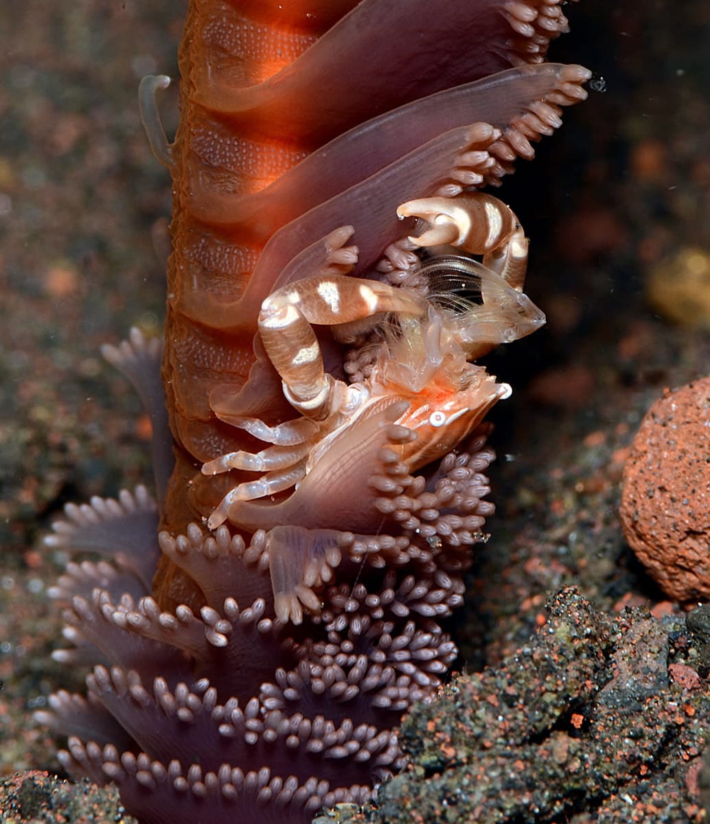 Haig's Porcelain Crab (Porcellanella haigae), Tulamben, Bali, Indonesia