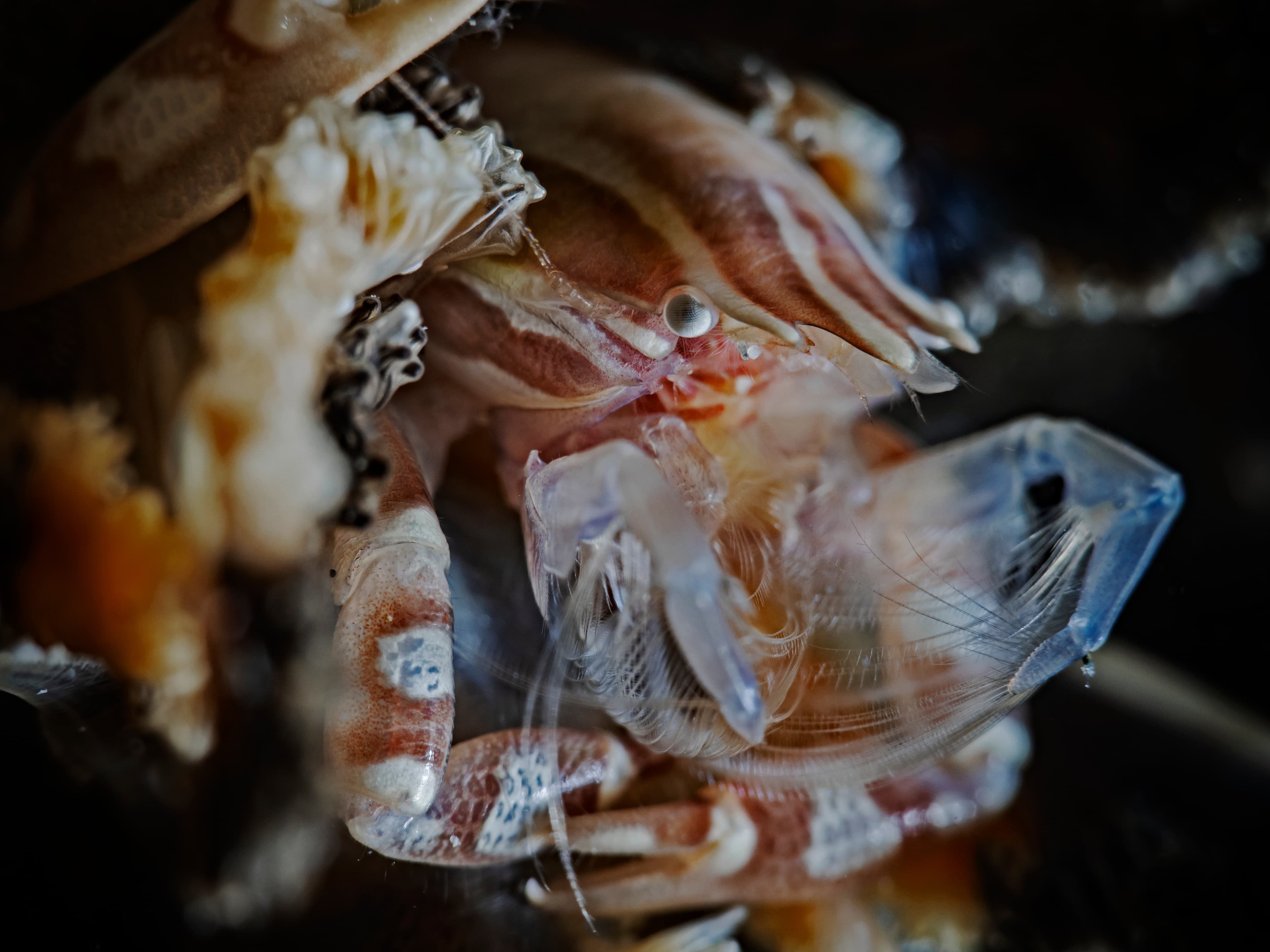 Haig's Porcelain Crab (Porcellanella haigae)