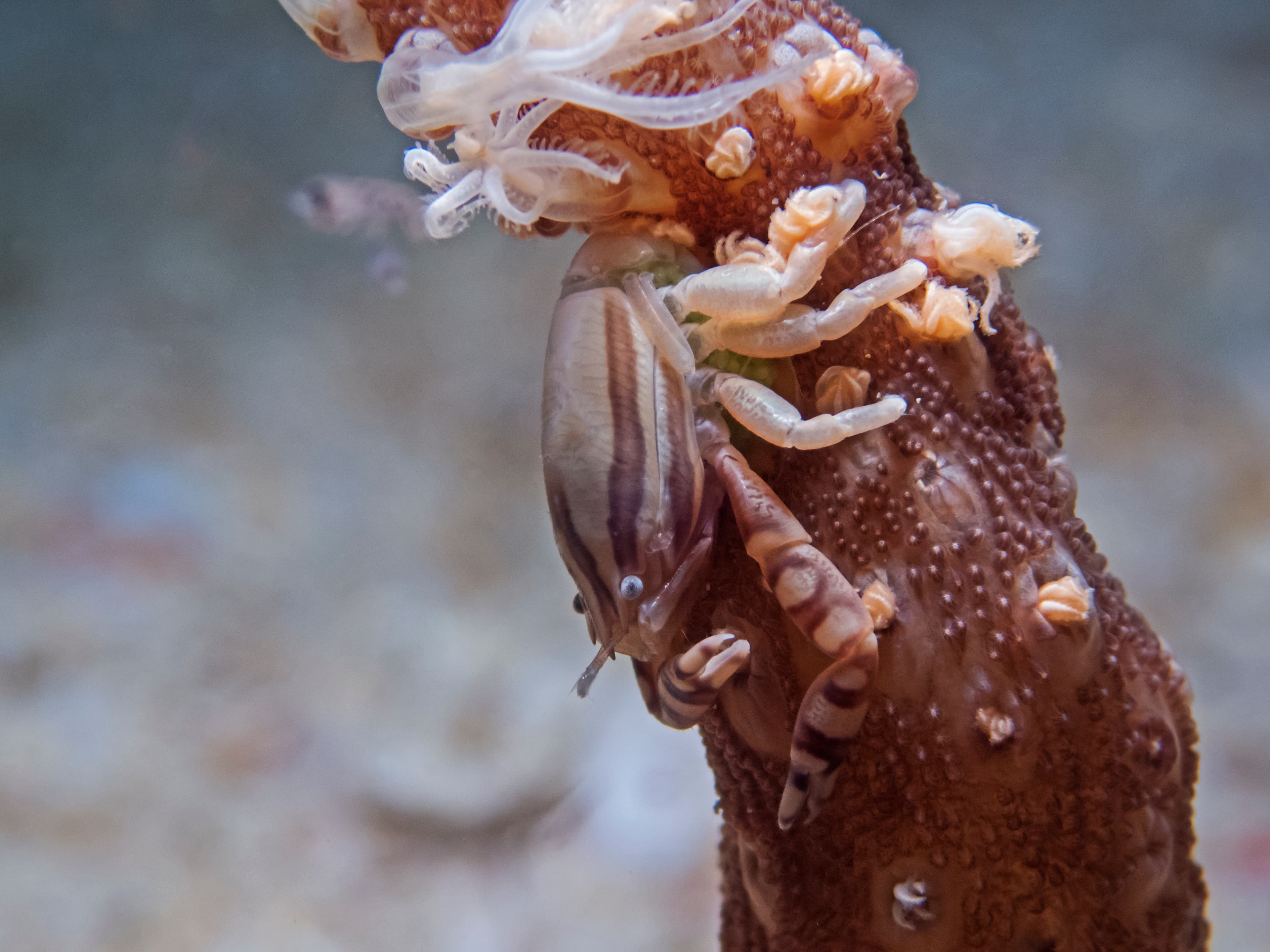 Haig's Porcelain Crab (Porcellanella haigae)