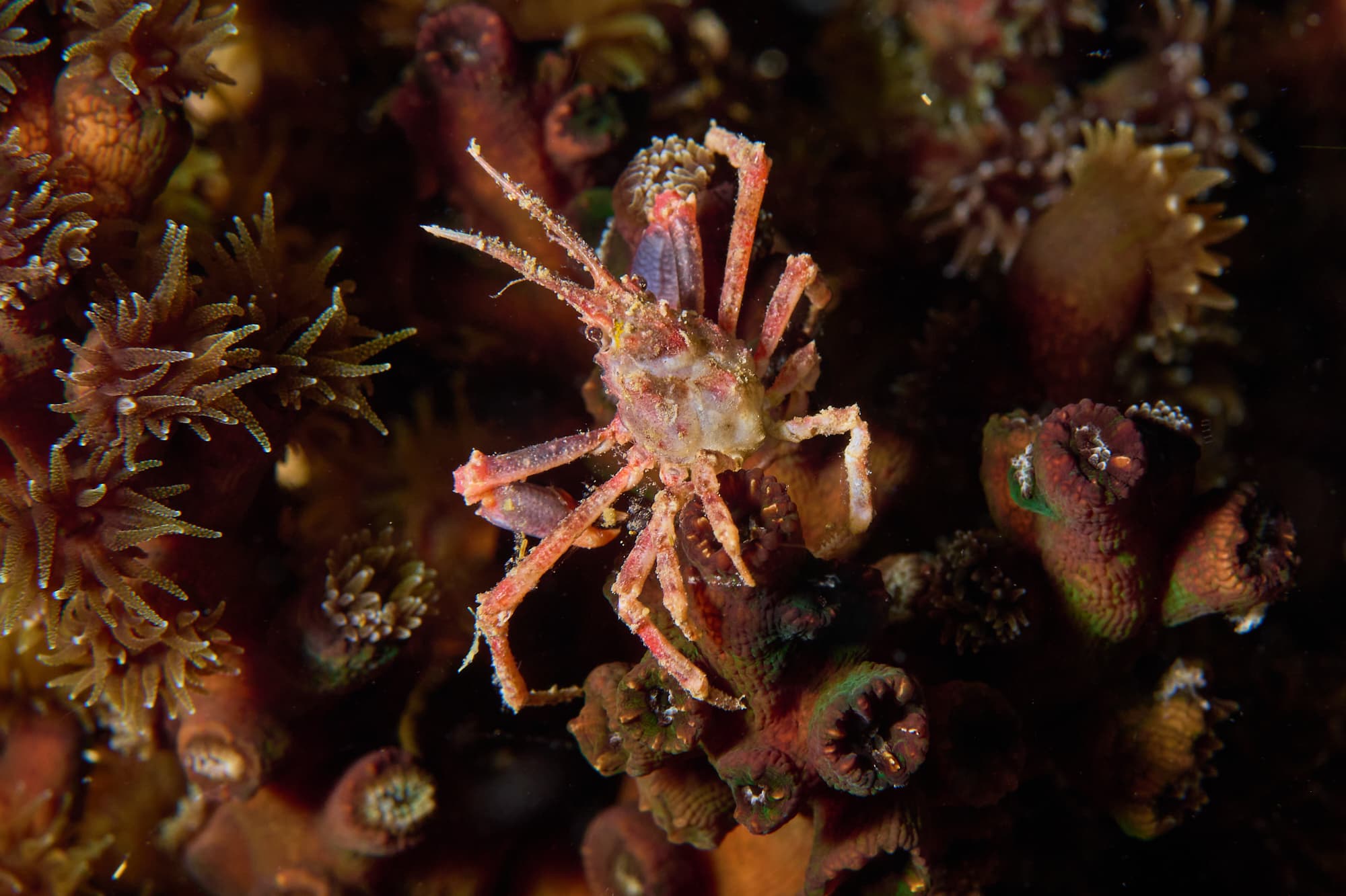 Bull Hydroid Crab (Naxioides taurus), Raja Ampat, Indonesia