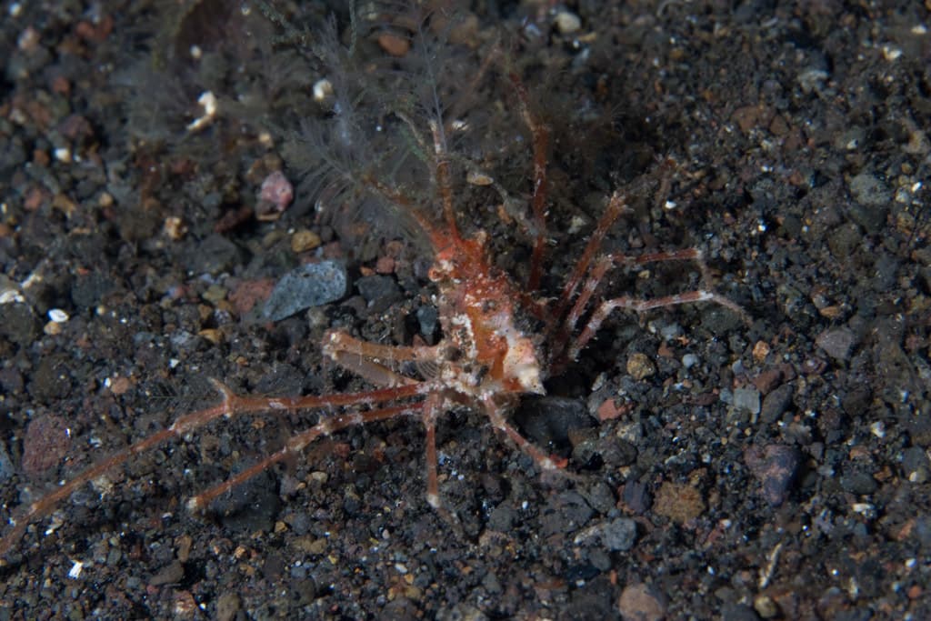 Bull Hydroid Crab (Naxioides taurus), Komodo, Indonesia