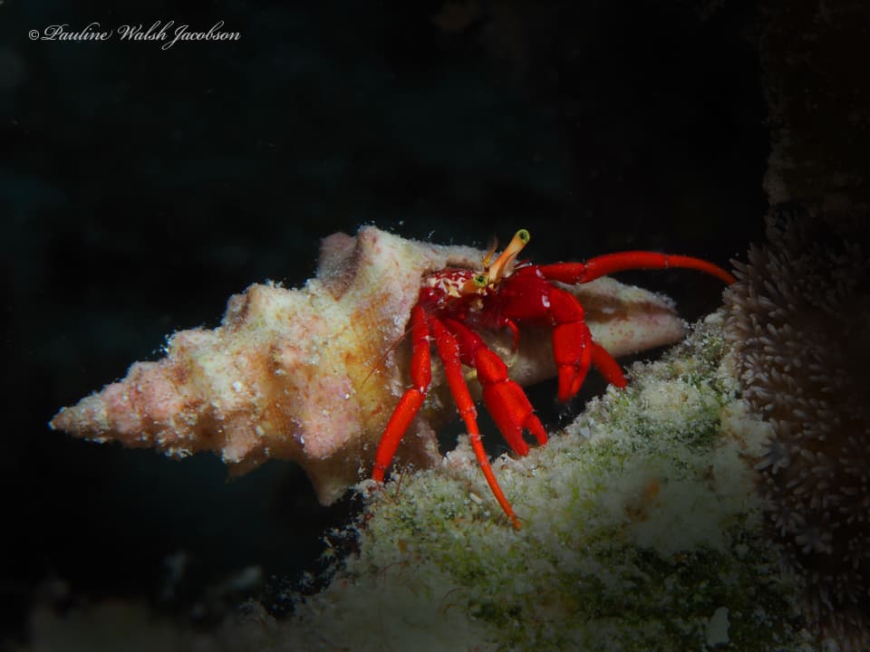 Red Reef Hermit Crab (Paguristes cadenati), Cruz Bay, US Virgin Islands