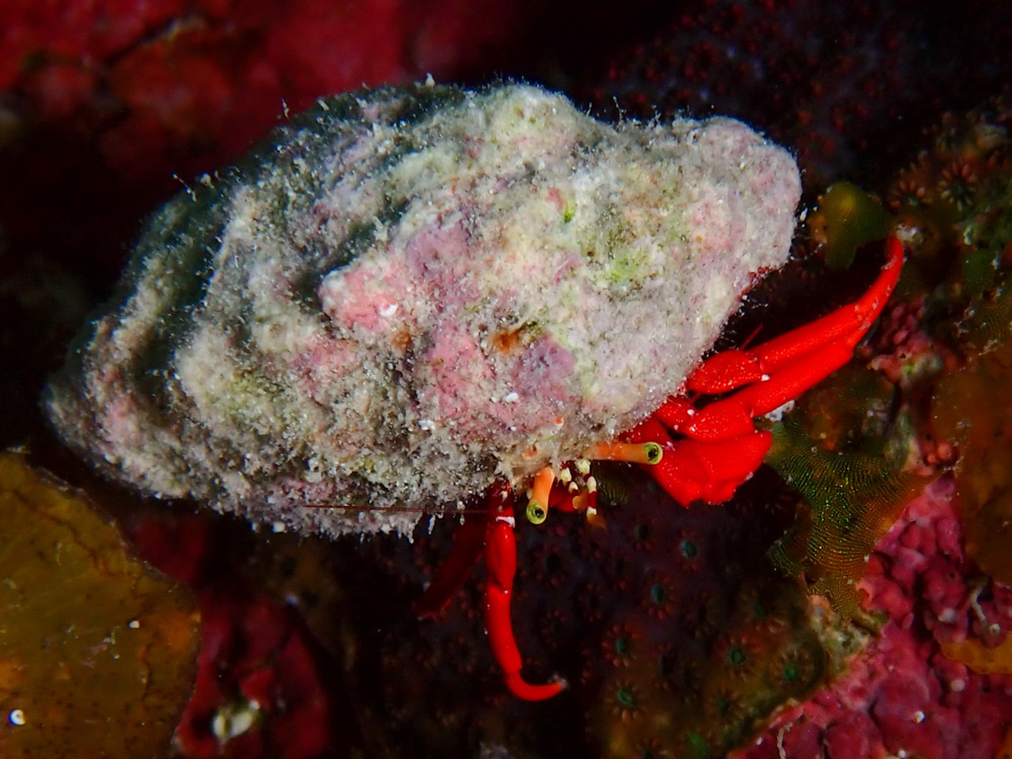 Red Reef Hermit Crab (Paguristes cadenati), West Bay, Cayman Islands