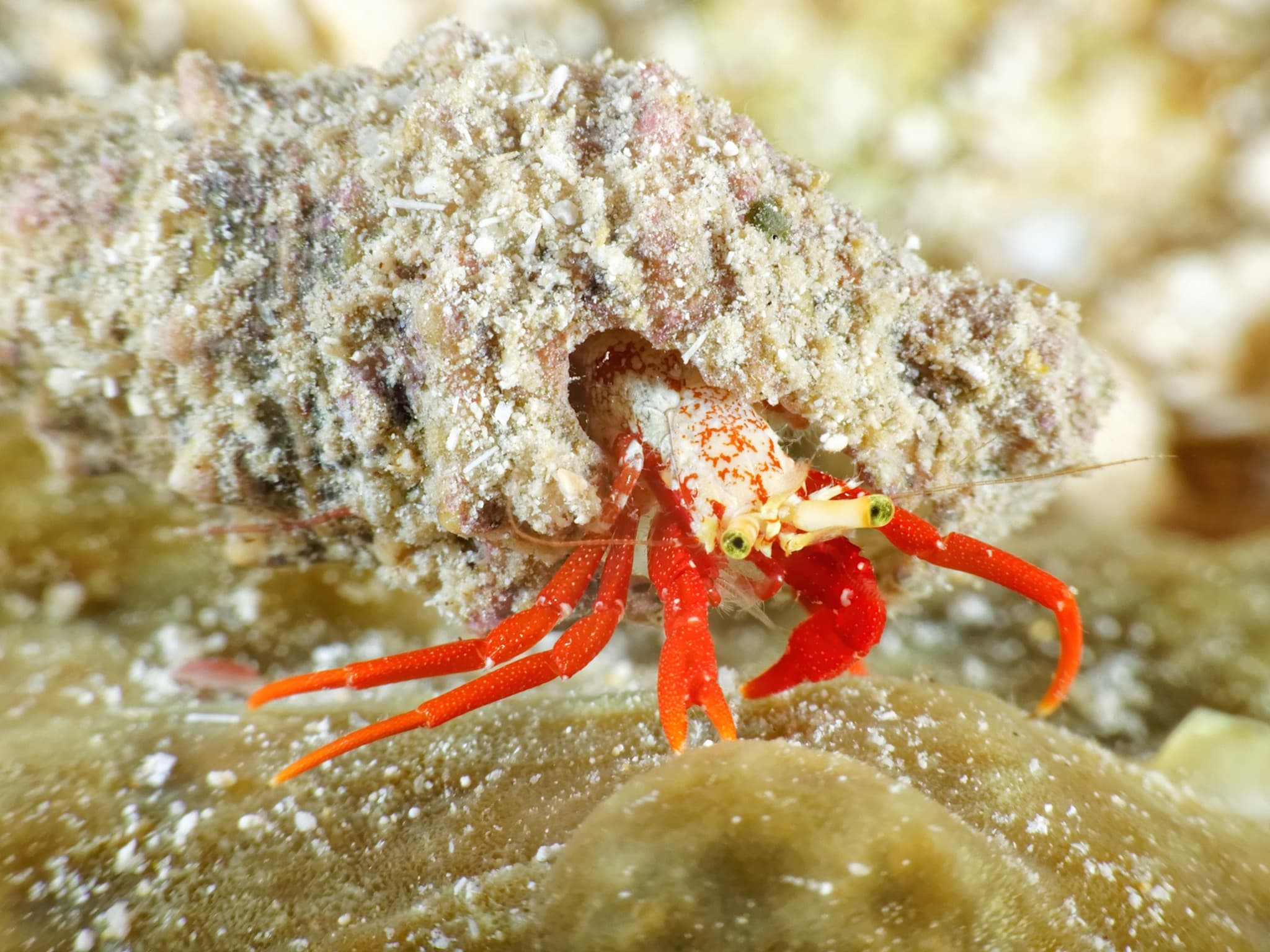 Red Reef Hermit Crab (Paguristes cadenati), Cozumel, Mexico