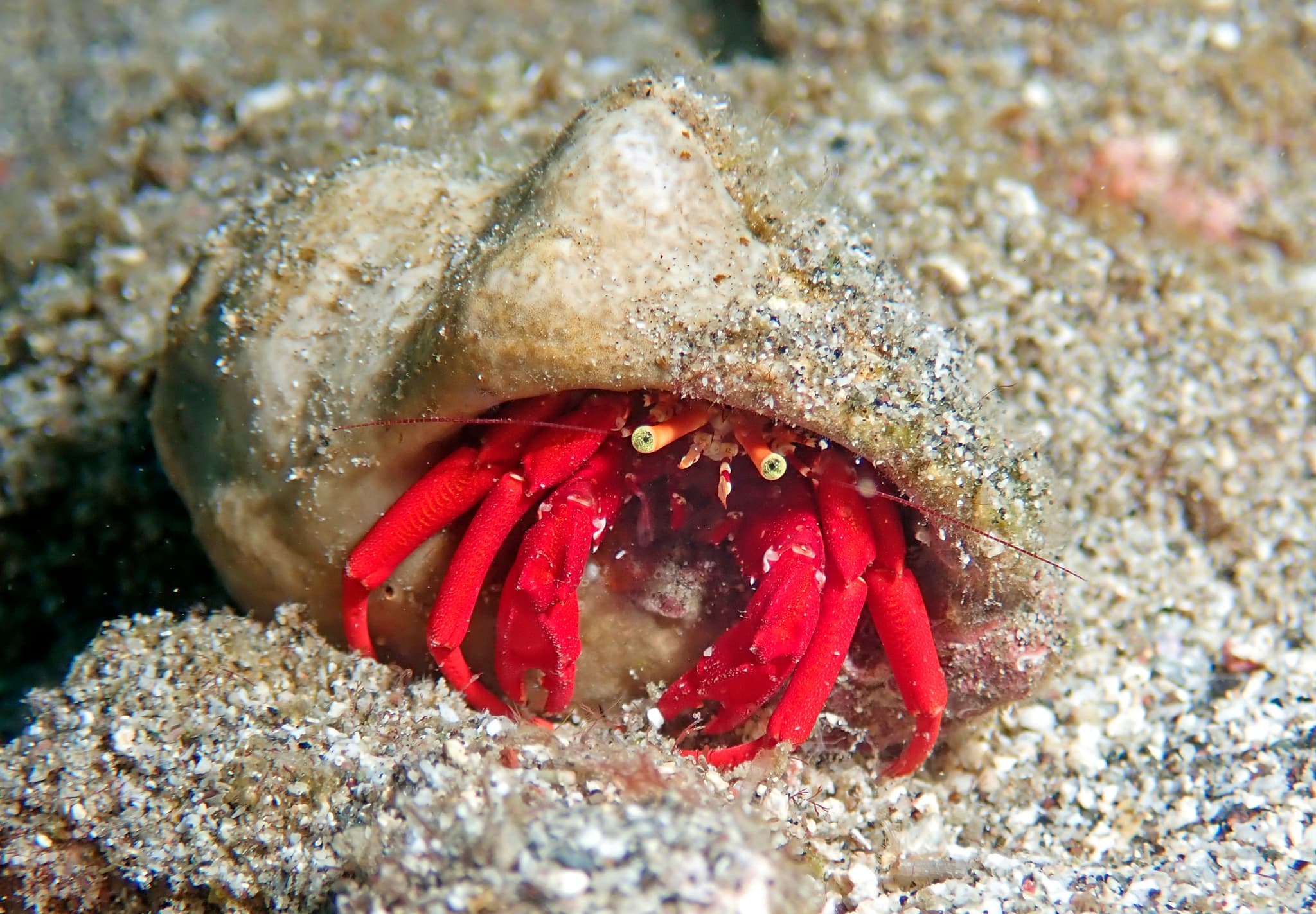 Red Reef Hermit Crab (Paguristes cadenati), Lower Questelles, St Vincent and the Grenadines