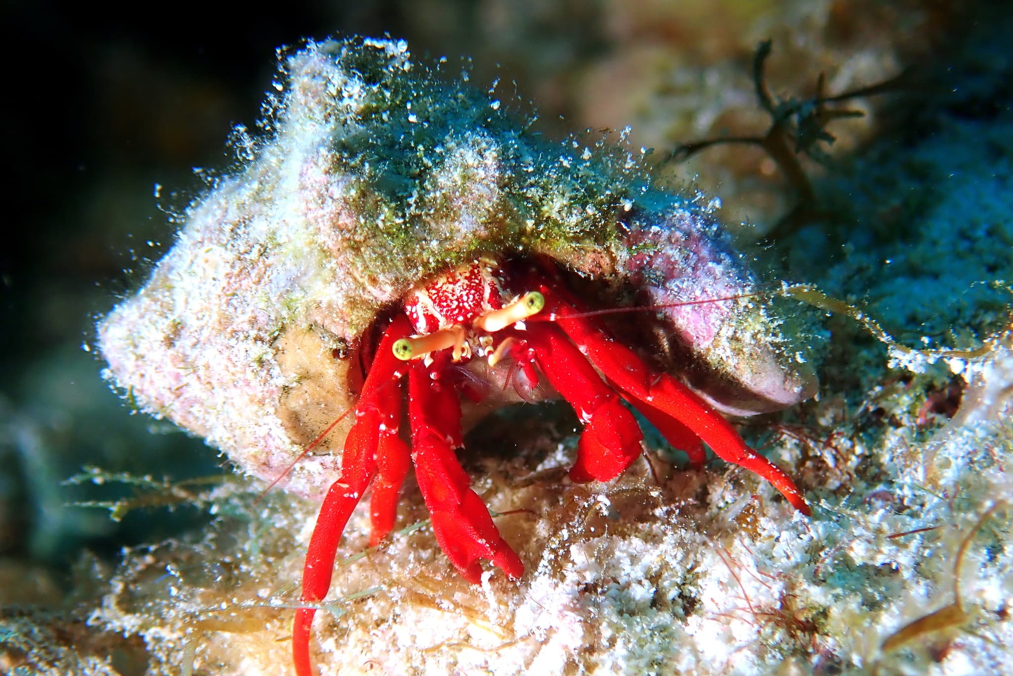 Red Reef Hermit Crab (Paguristes cadenati), West Bay, Cayman Islands