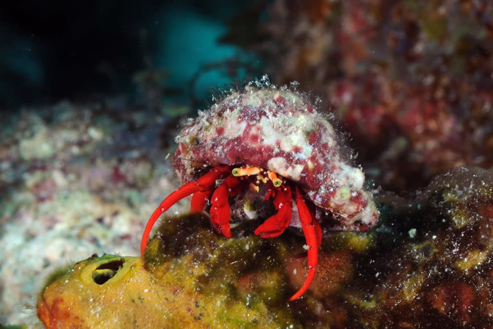 Red Reef Hermit Crab (Paguristes cadenati), Curaçao