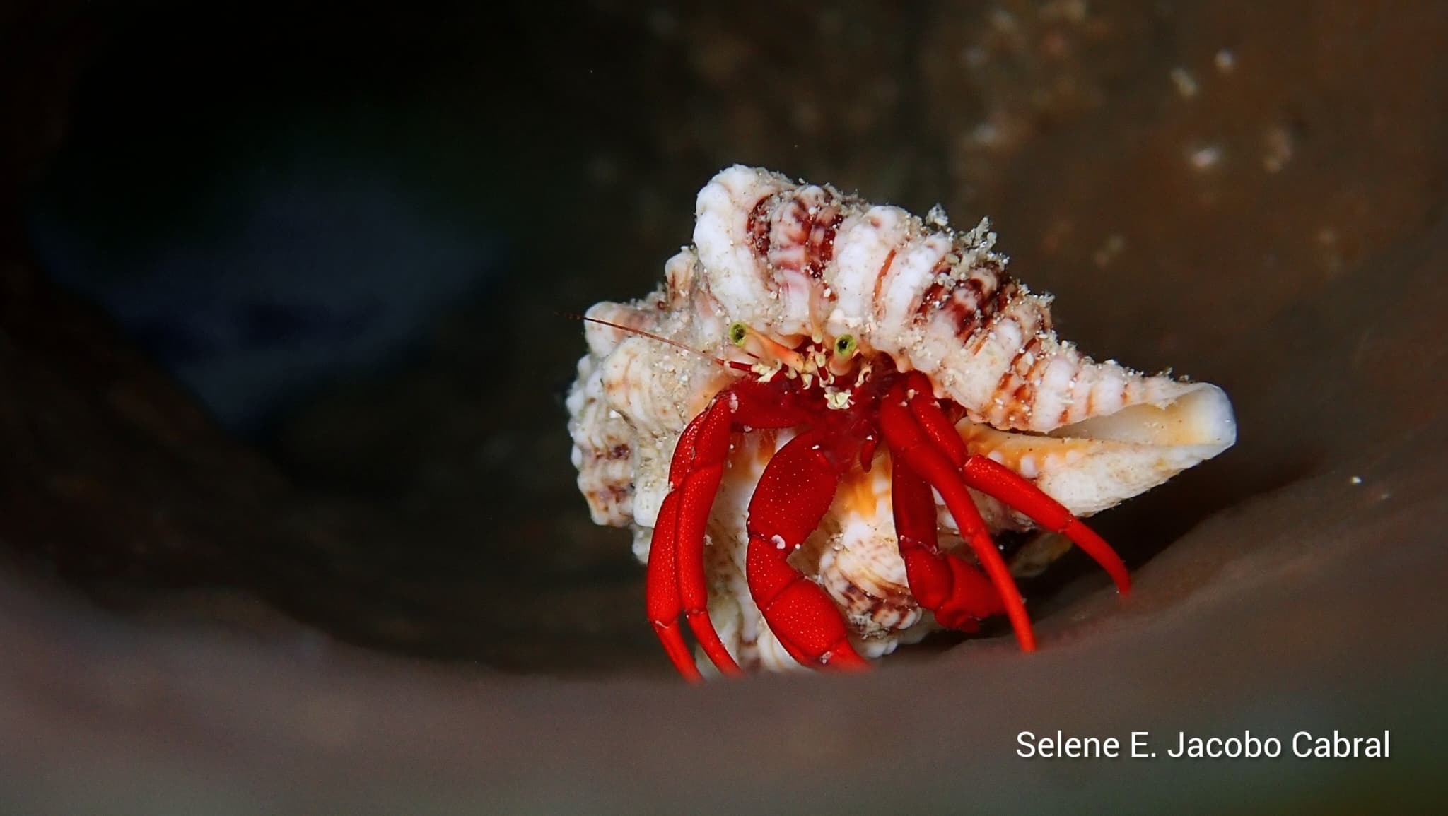 Red Reef Hermit Crab (Paguristes cadenati), Quintana Roo, Mexico