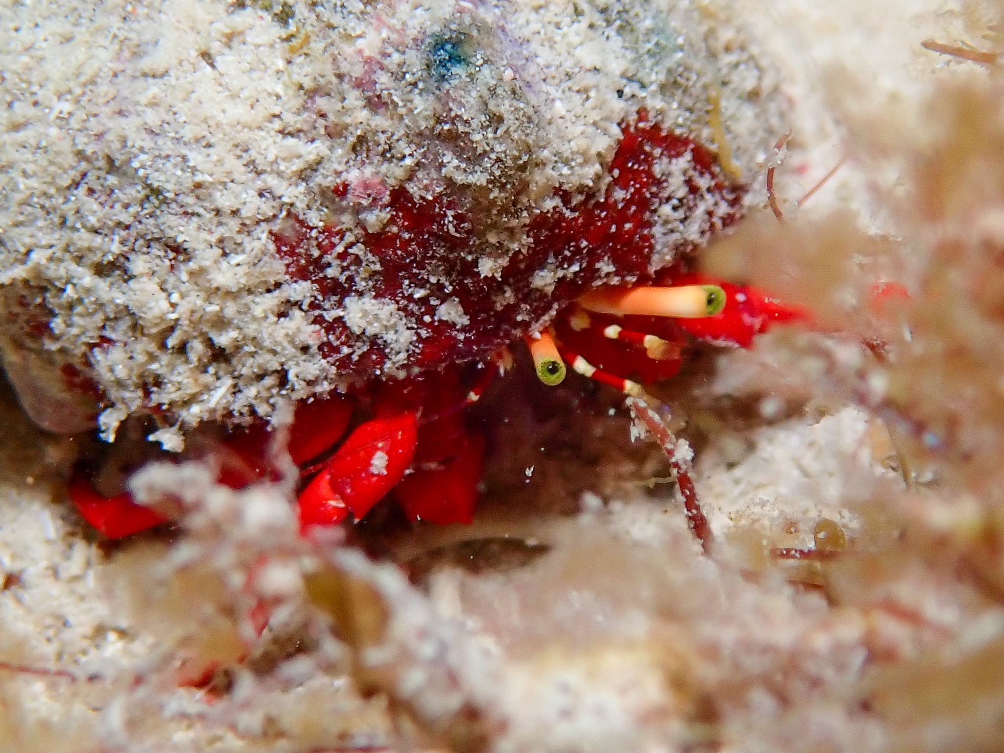 Red Reef Hermit Crab (Paguristes cadenati), West Bay, Cayman Islands