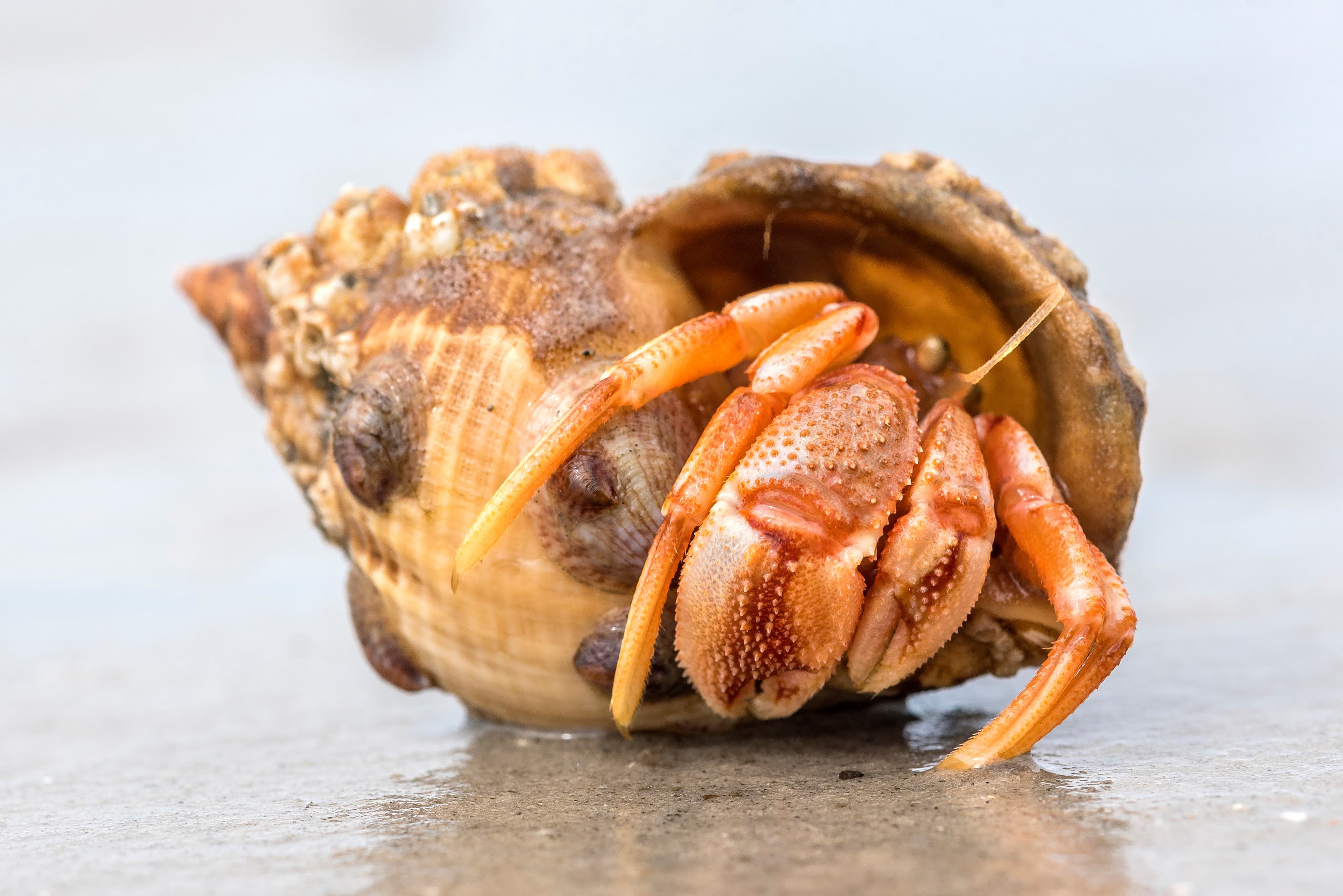 Common Hermit Crab (Pagurus bernhardus)