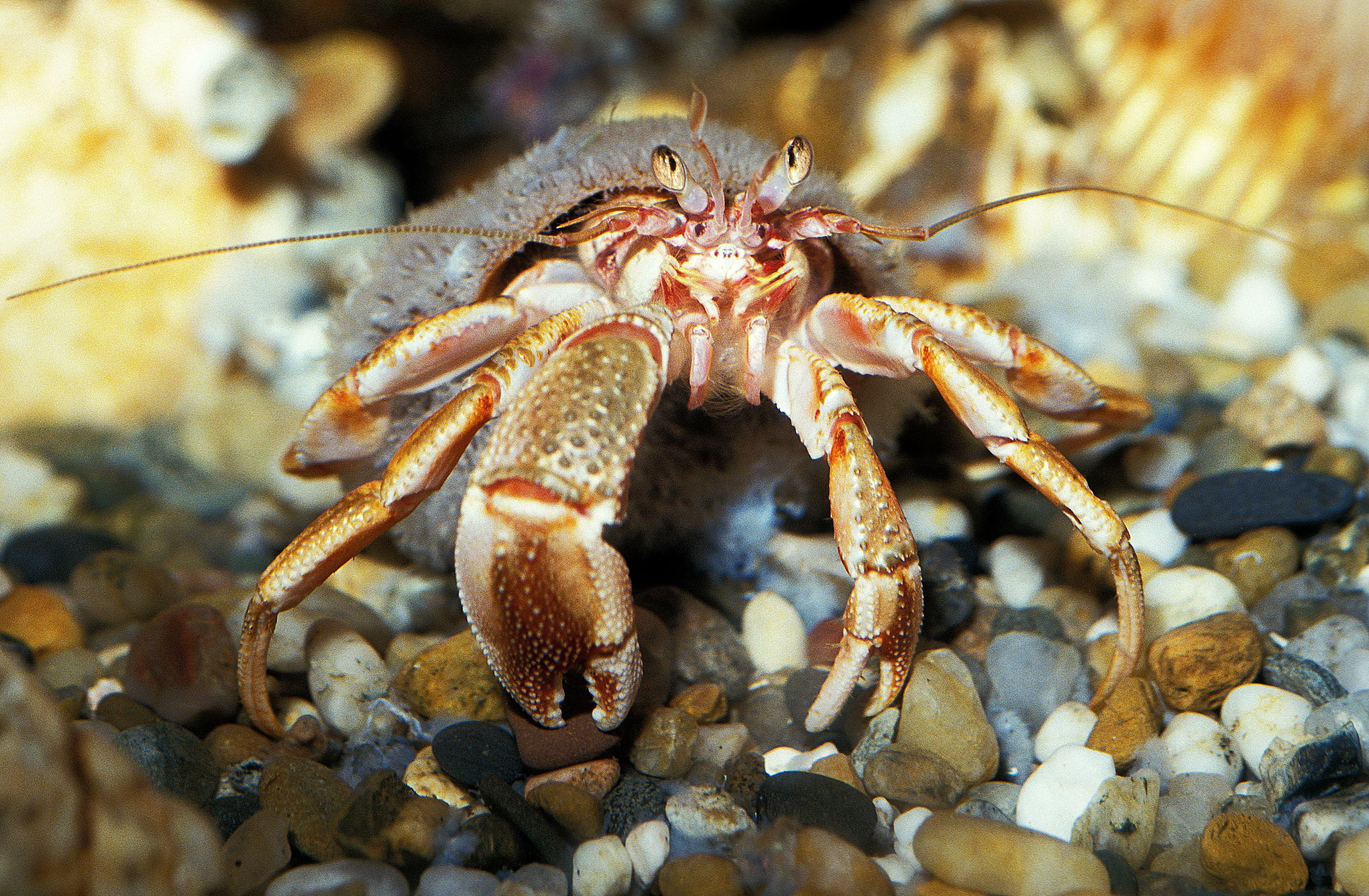 Common Hermit Crab (Pagurus bernhardus)