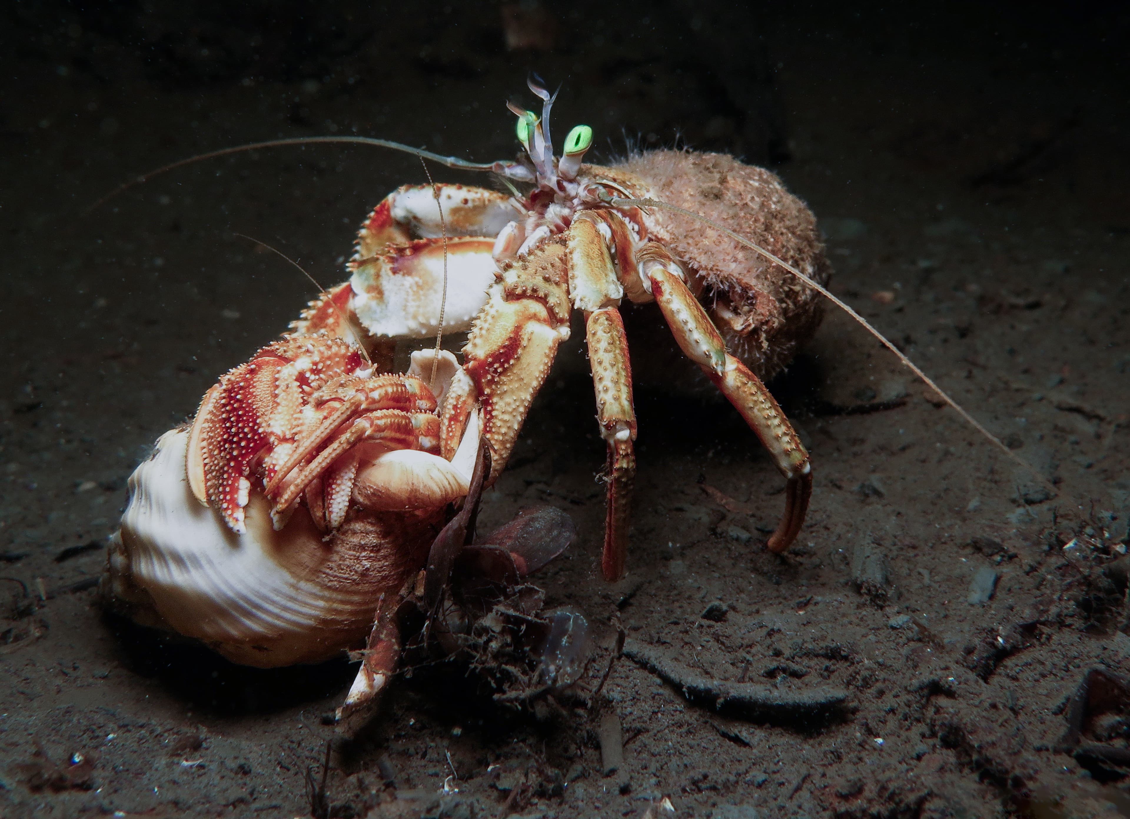 Mating dance between two Common Hermit Crabs