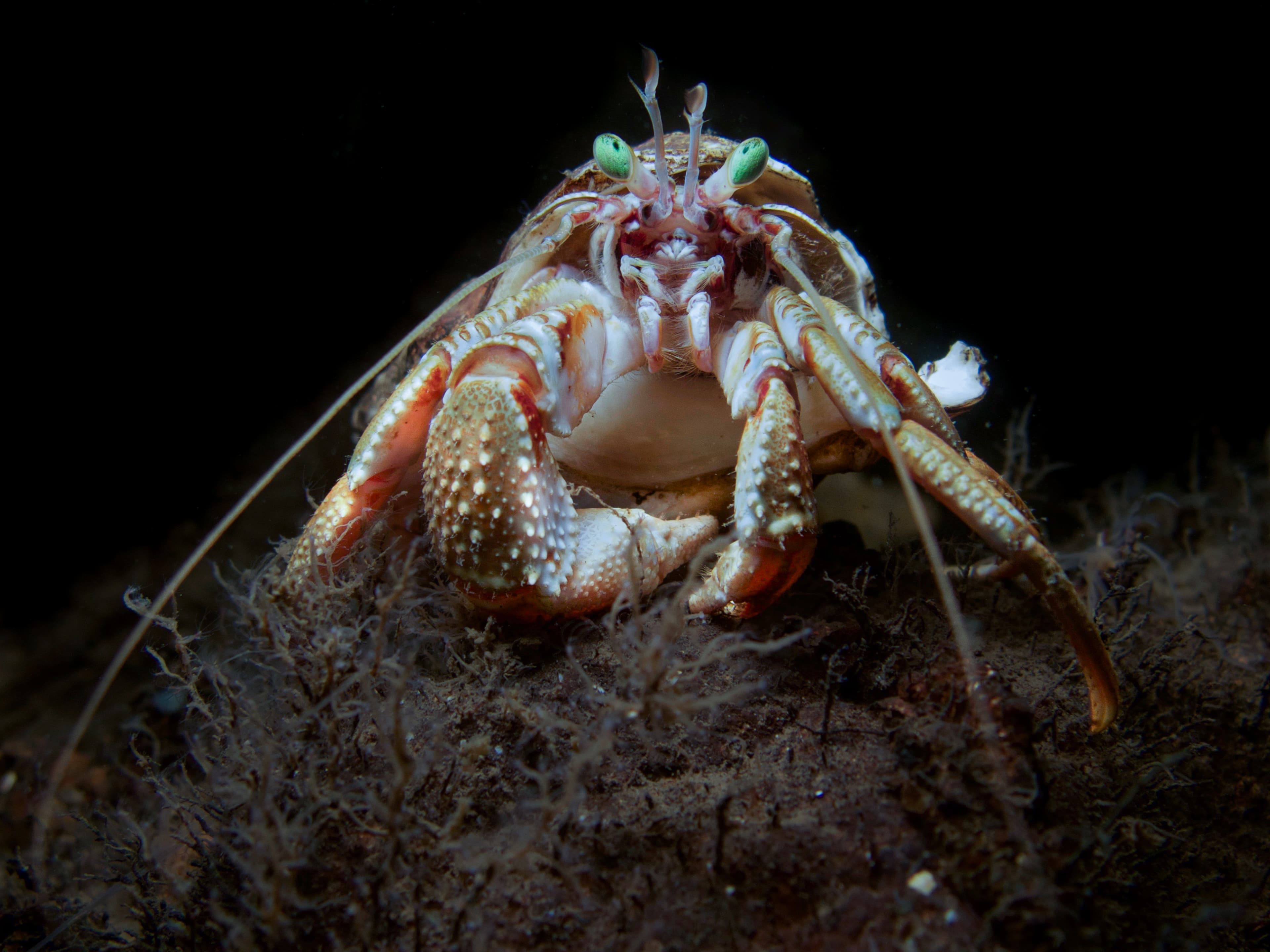 Glowing green eyes from the Common Hermit Crab (Pagurus bernhardus) in the dark Norwegian Sea