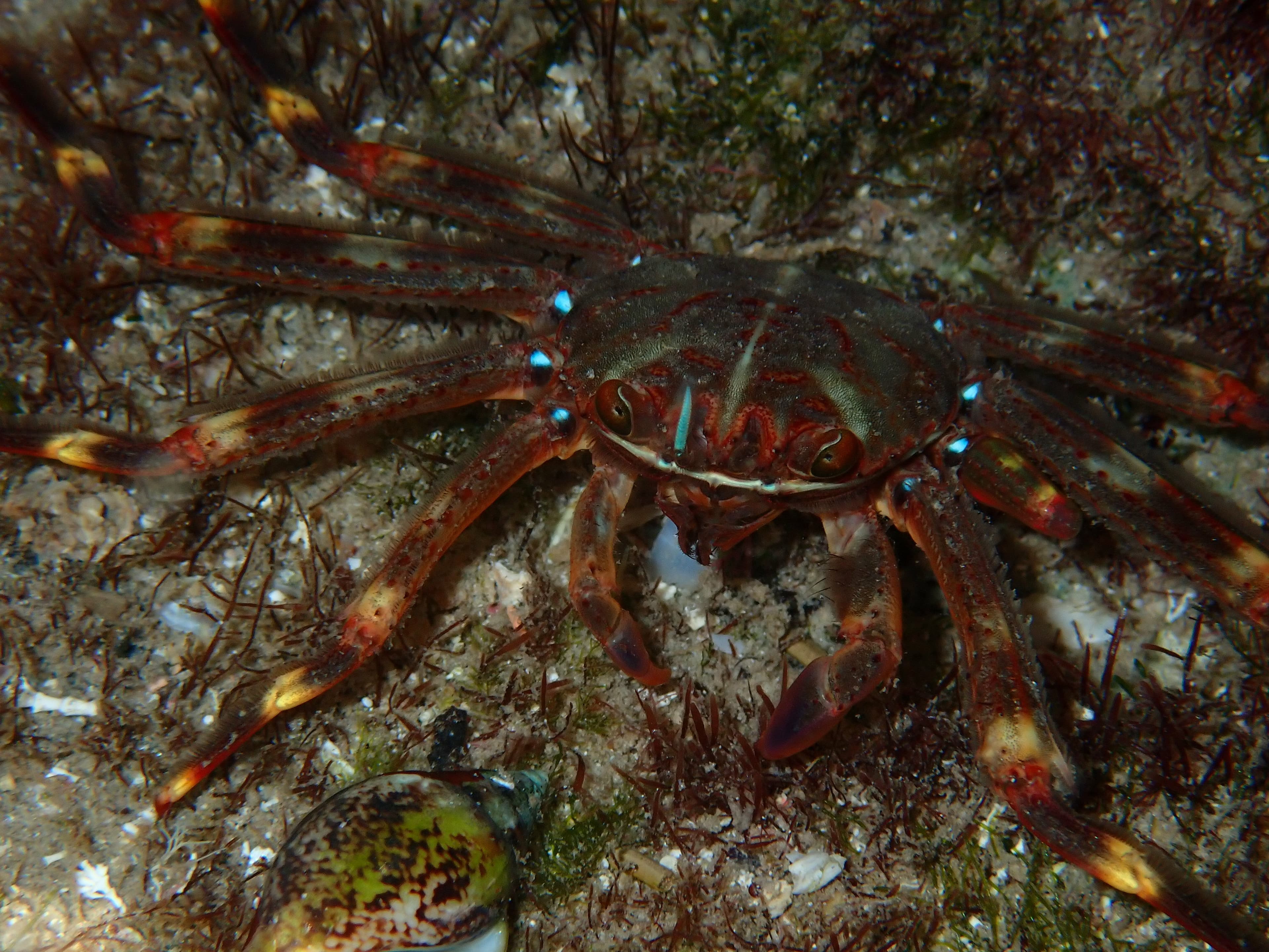 Sally Lightfoot Crab (Percnon gibbesi), Costa Blanca, Spain