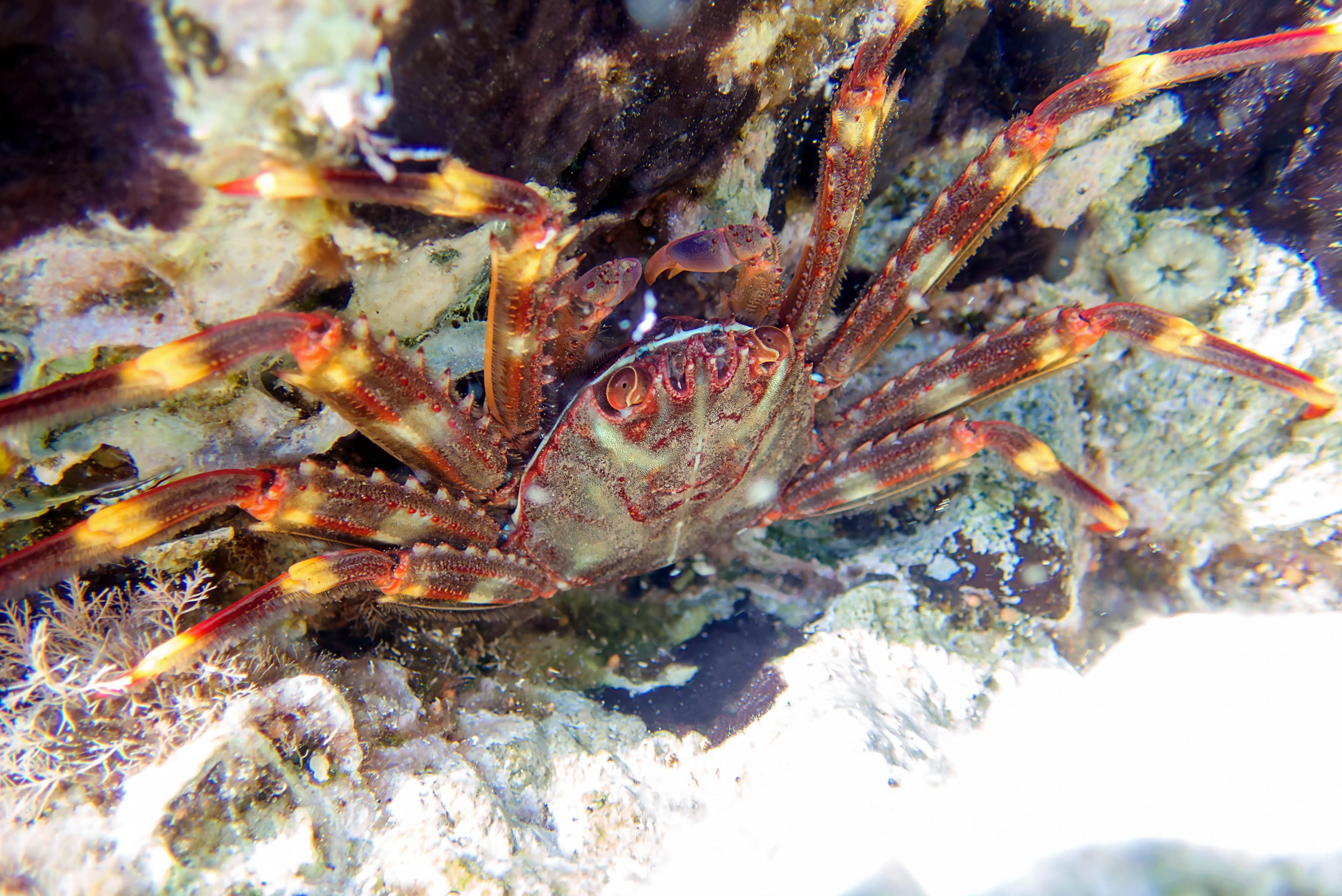 Sally Lightfoot Crab (Percnon gibbesi) in Sithonia, Greece