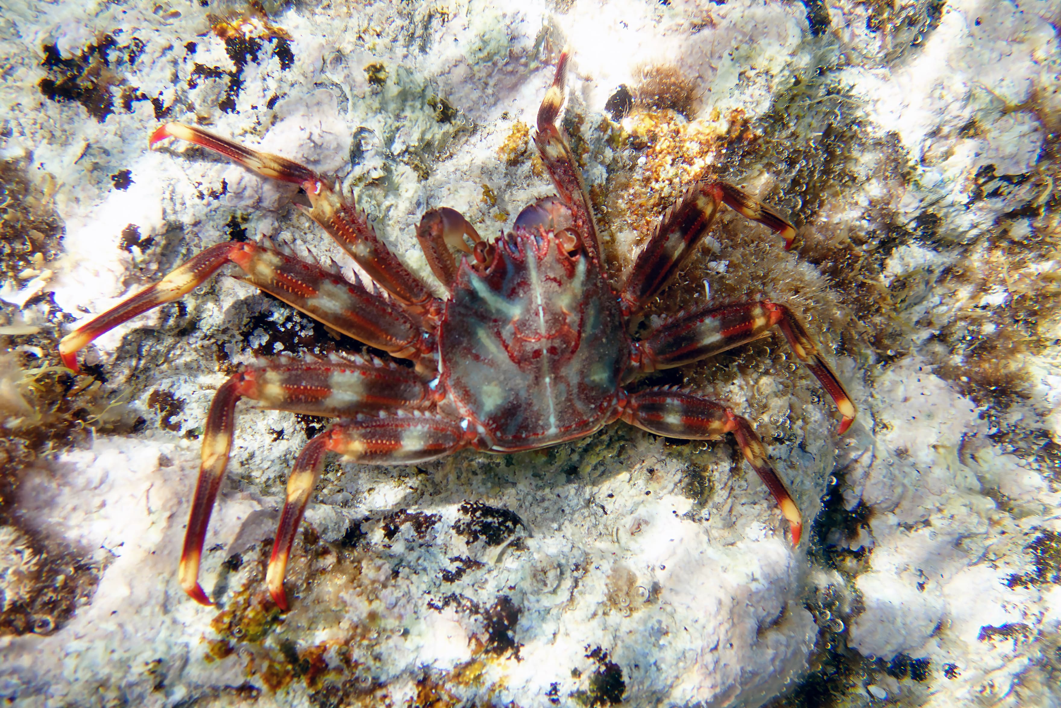 Sally Lightfoot Crab (Percnon gibbesi) in Sithonia, Greece