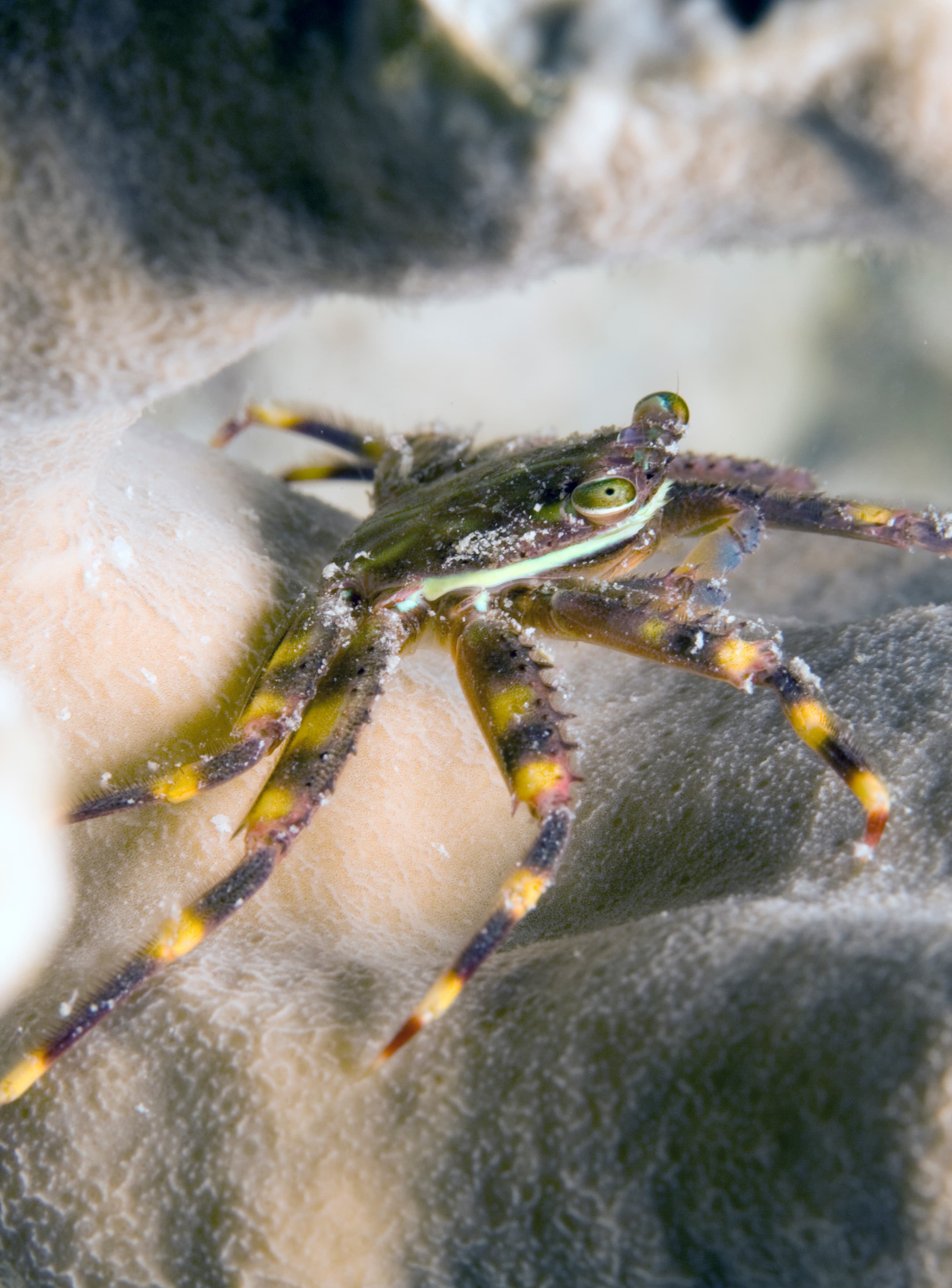 Sally Lightfoot Crab (Percnon gibbesi)