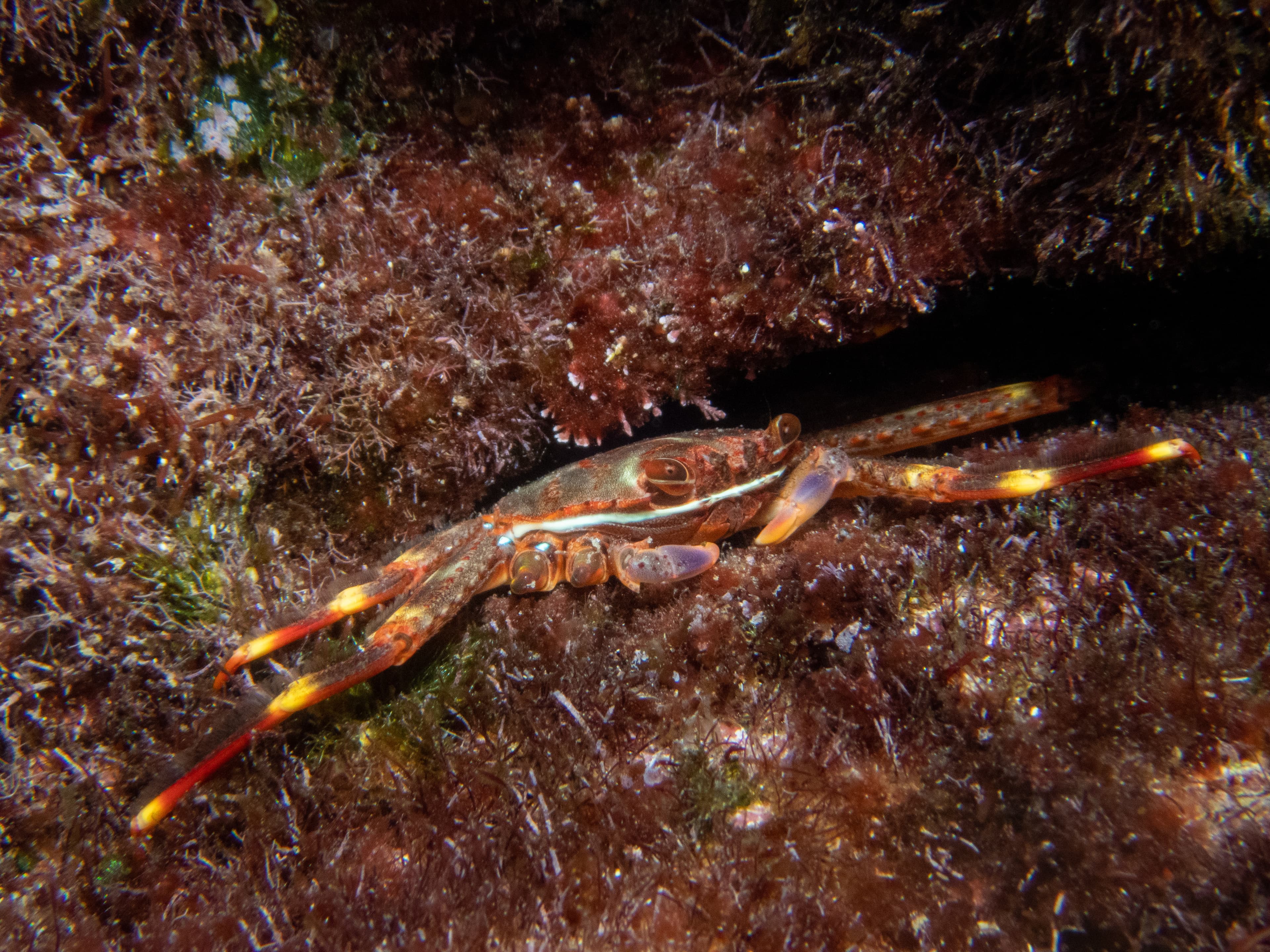 Sally Lightfoot Crab (Percnon gibbesi) in Greece