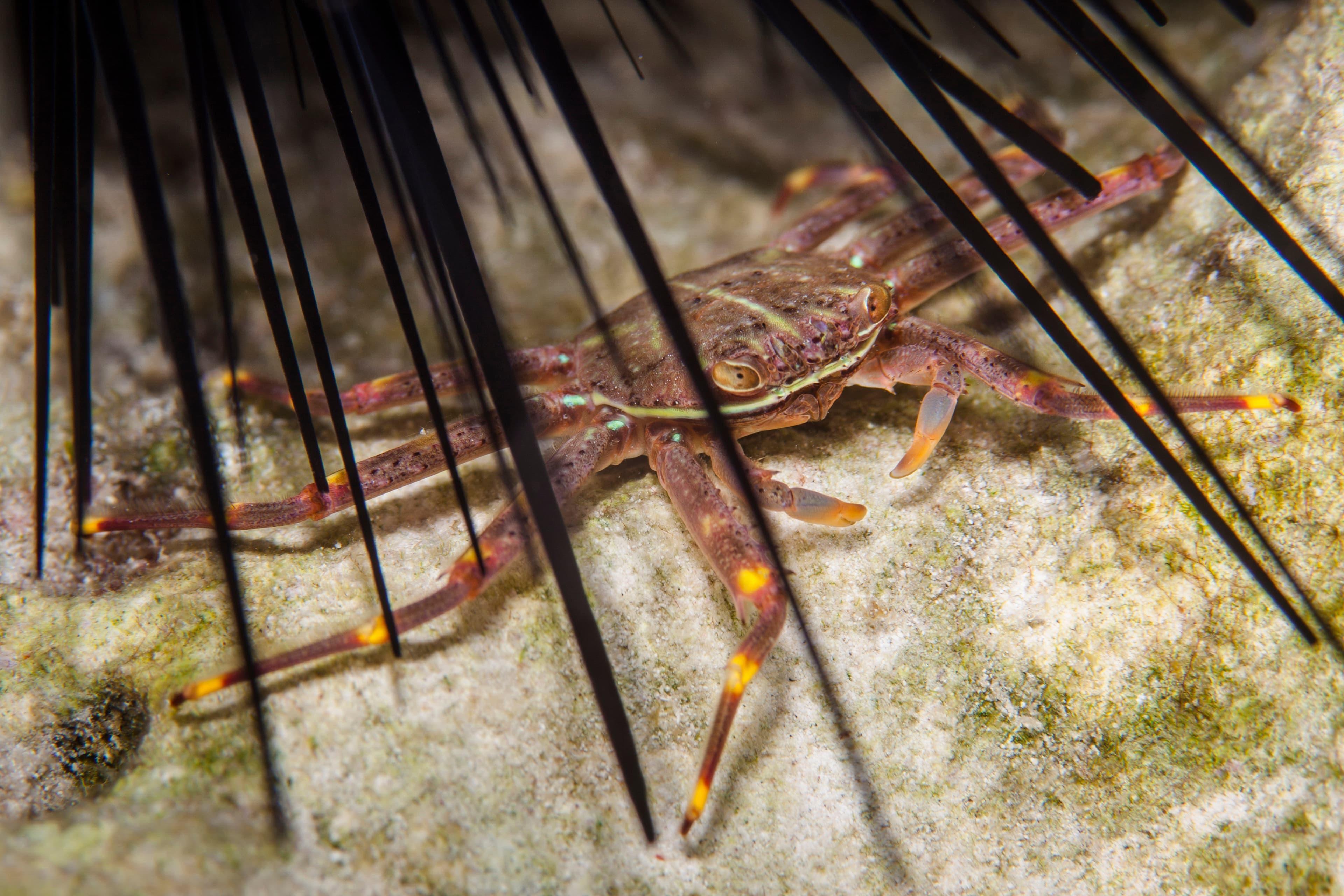 Sally Lightfoot Crab (Percnon gibbesi) underneath a sea urchin