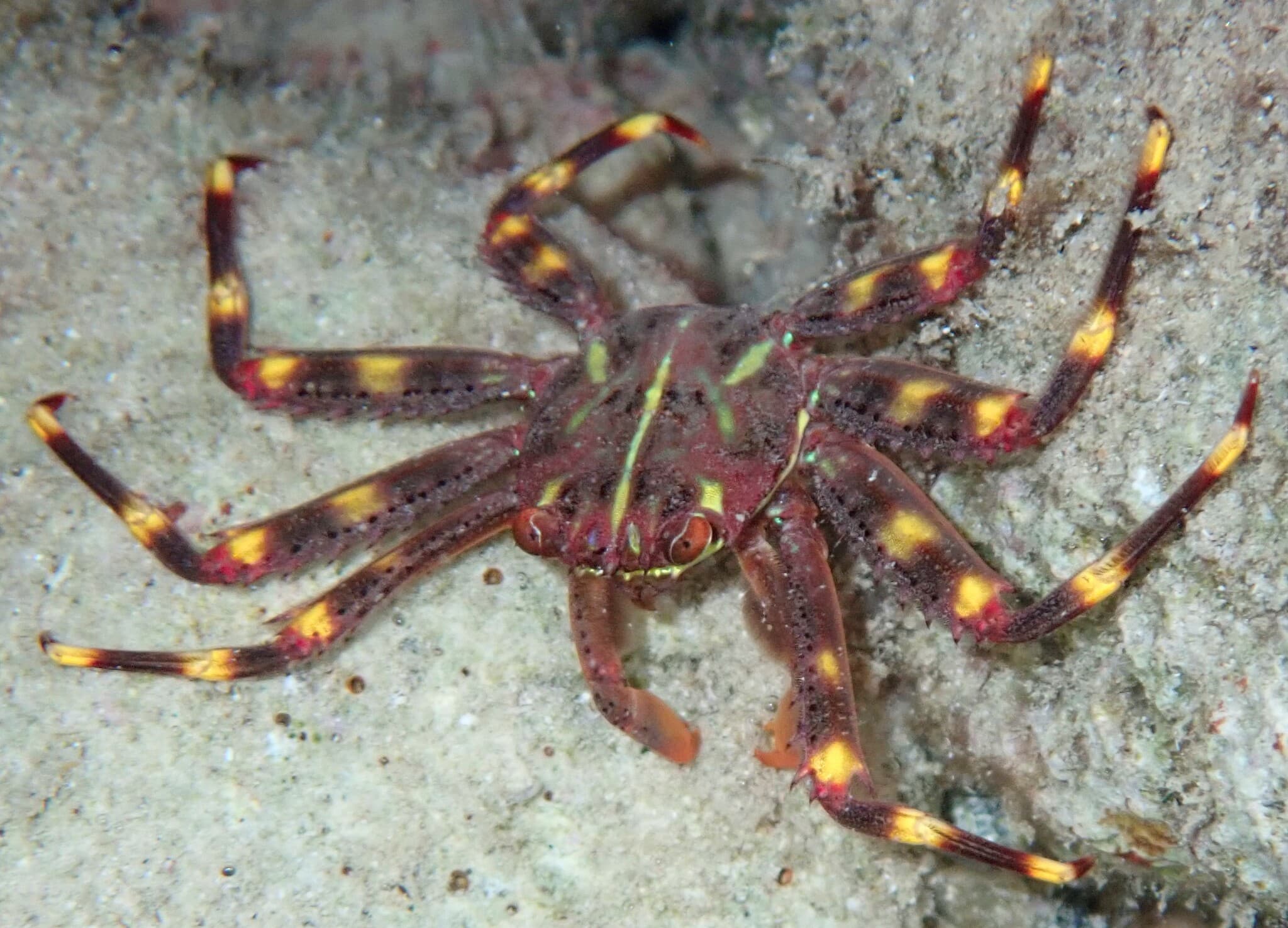 Sally Lightfoot Crab (Percnon gibbesi), Kralendijk, Bonaire