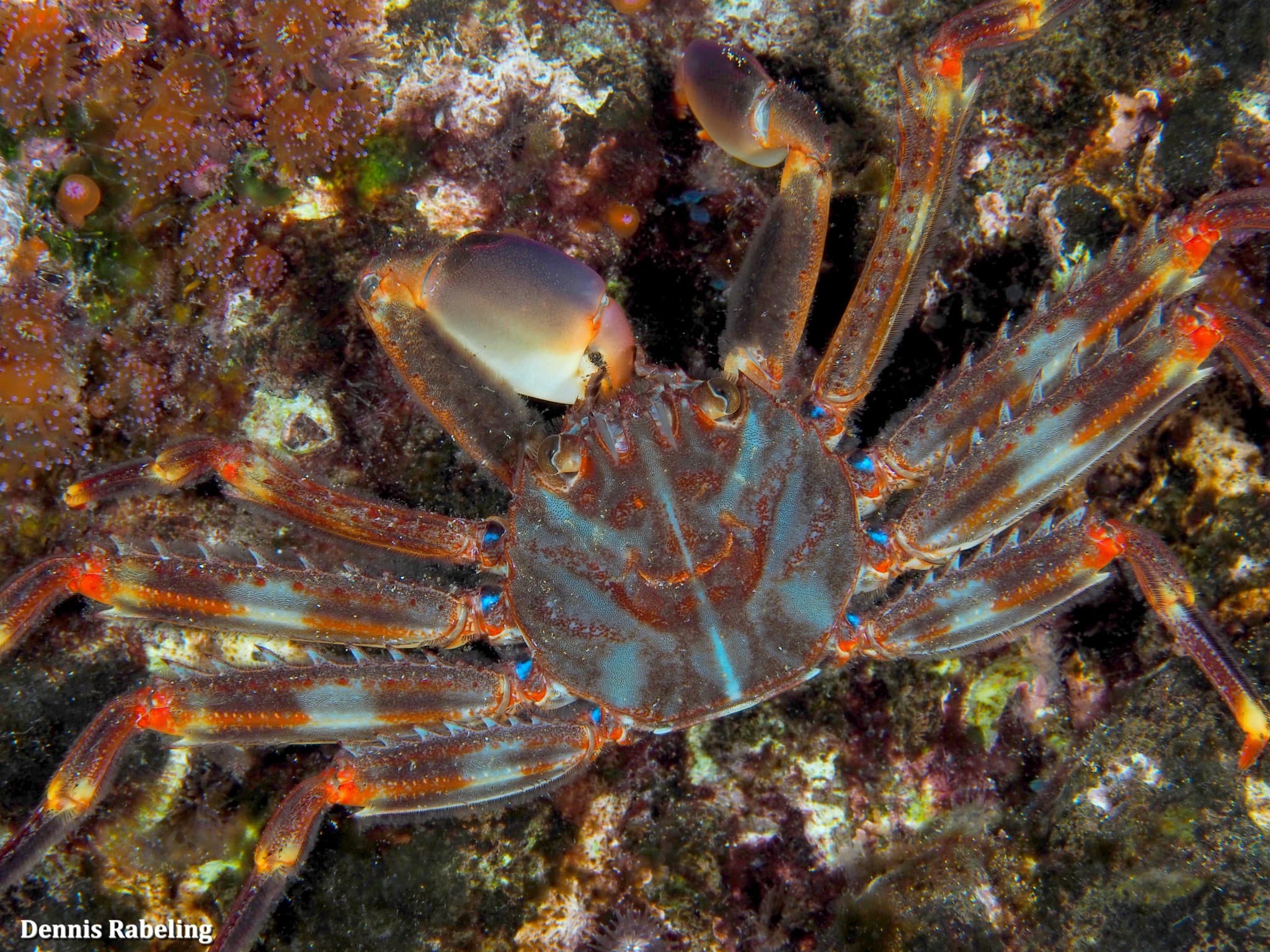 Sally Lightfoot Crab (Percnon gibbesi), Puerto del Carmen, Spain