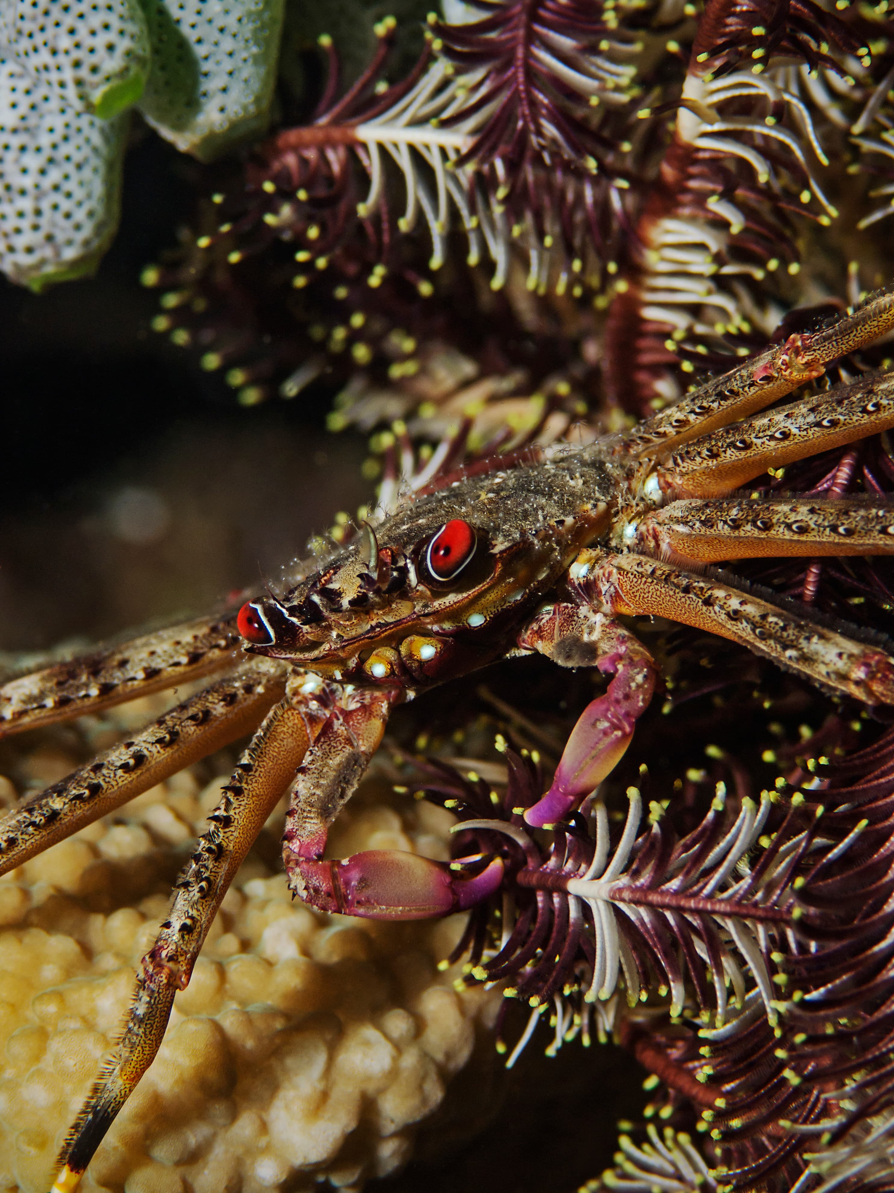 Flat Rock Crab (Percnon planissimum)