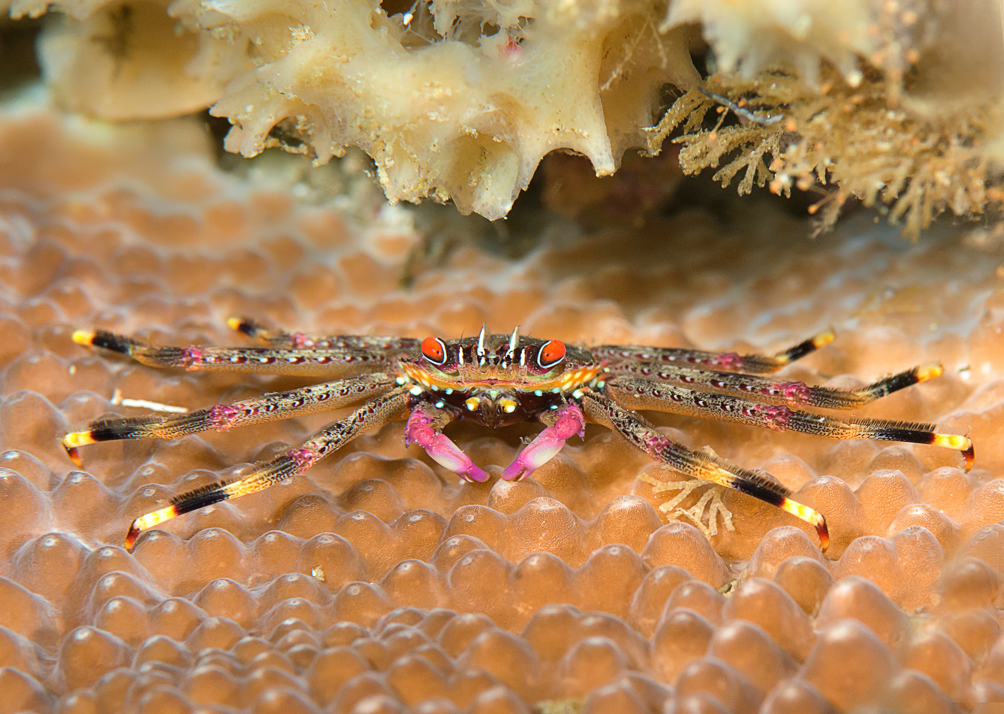 Flat Rock Crab (Percnon planissimum) rests on coral of Bali